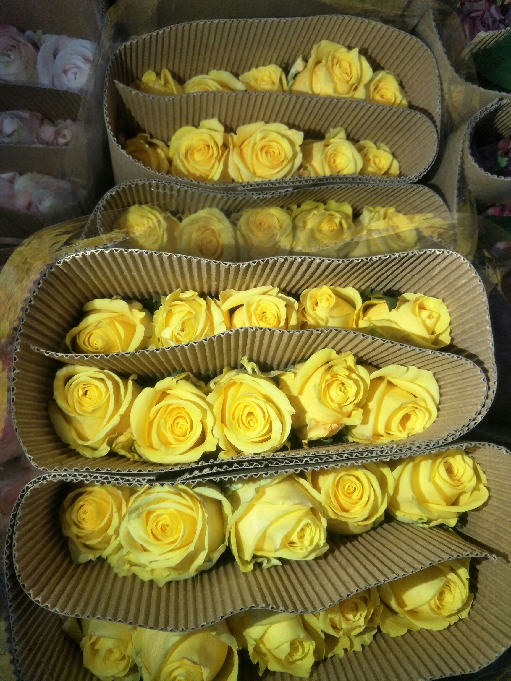 黄玫瑰云南精品玫瑰种苗金香玉种苗