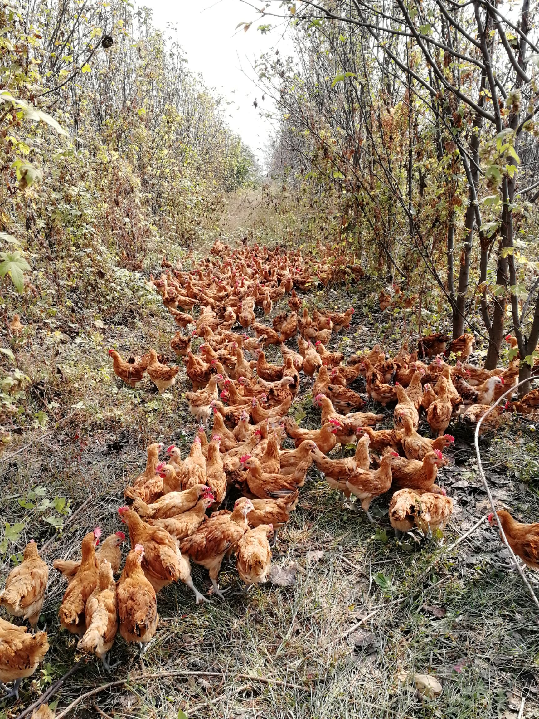 土鸡苗脱温鸡苗淮南王鸡苗红瑶鸡草鸡苗柴鸡苗散养大红公鸡苗防疫到位