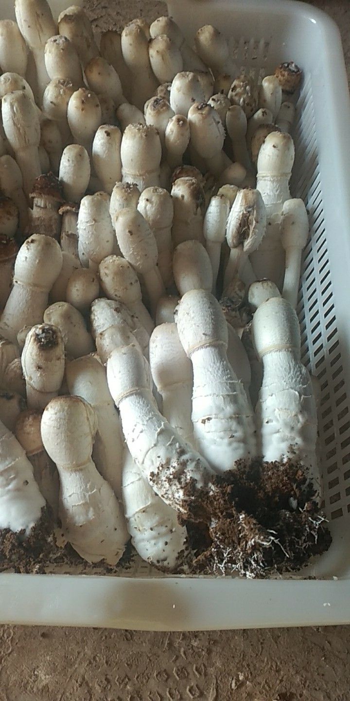 鸡腿菇 人工种植 鲜货
