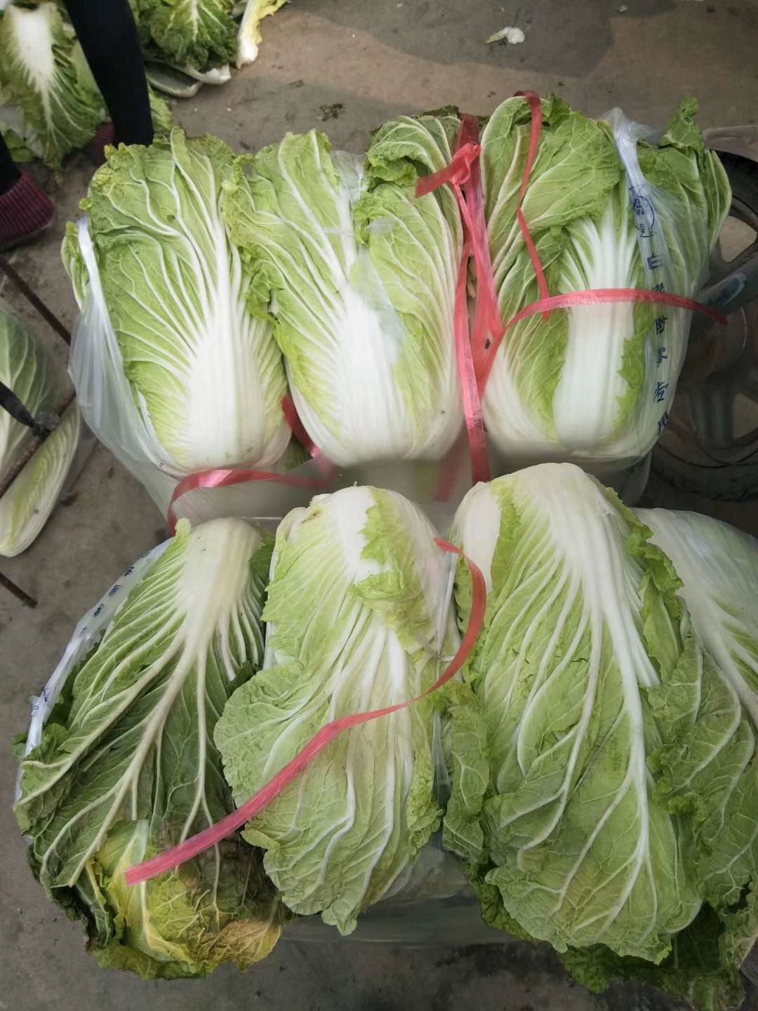 黄心大白菜