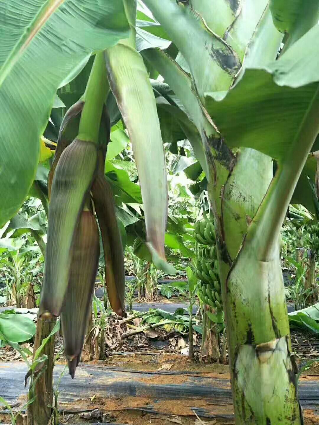 中蕉9号香蕉苗