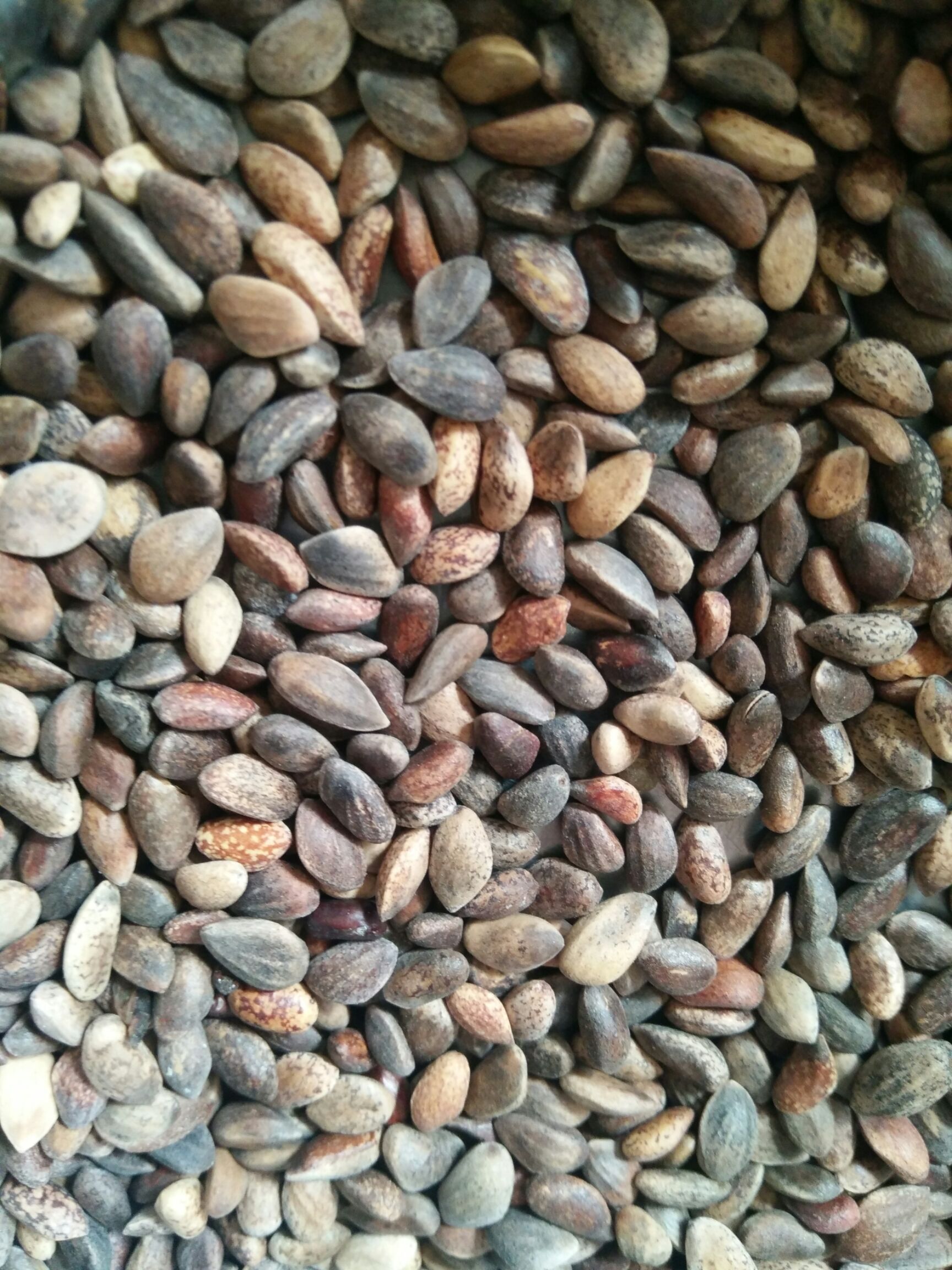 油松种子优质精选纯新籽