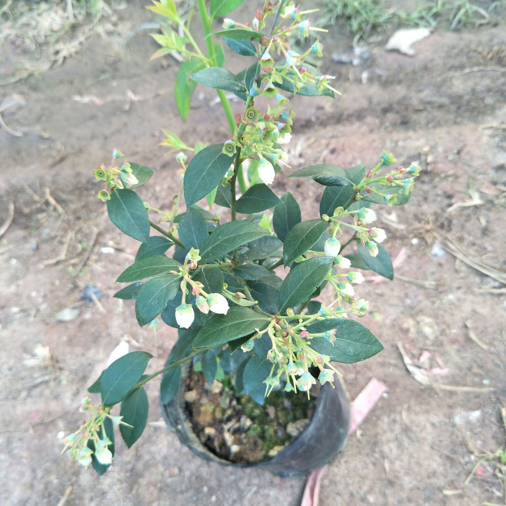 蓝丰蓝莓苗 当年开花结果