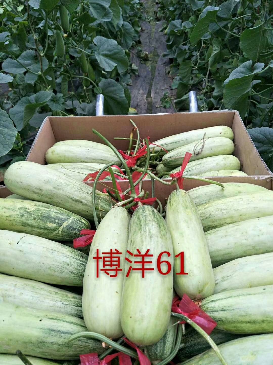 博洋甜瓜山东聊城博洋密甜瓜一件代发产地发货