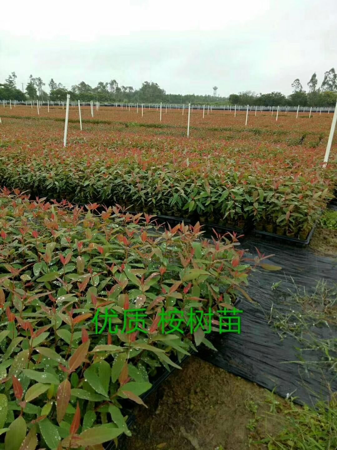 [桉树苗批发]桉树苗 组培苗 速生桉29号26号28号 k1k3