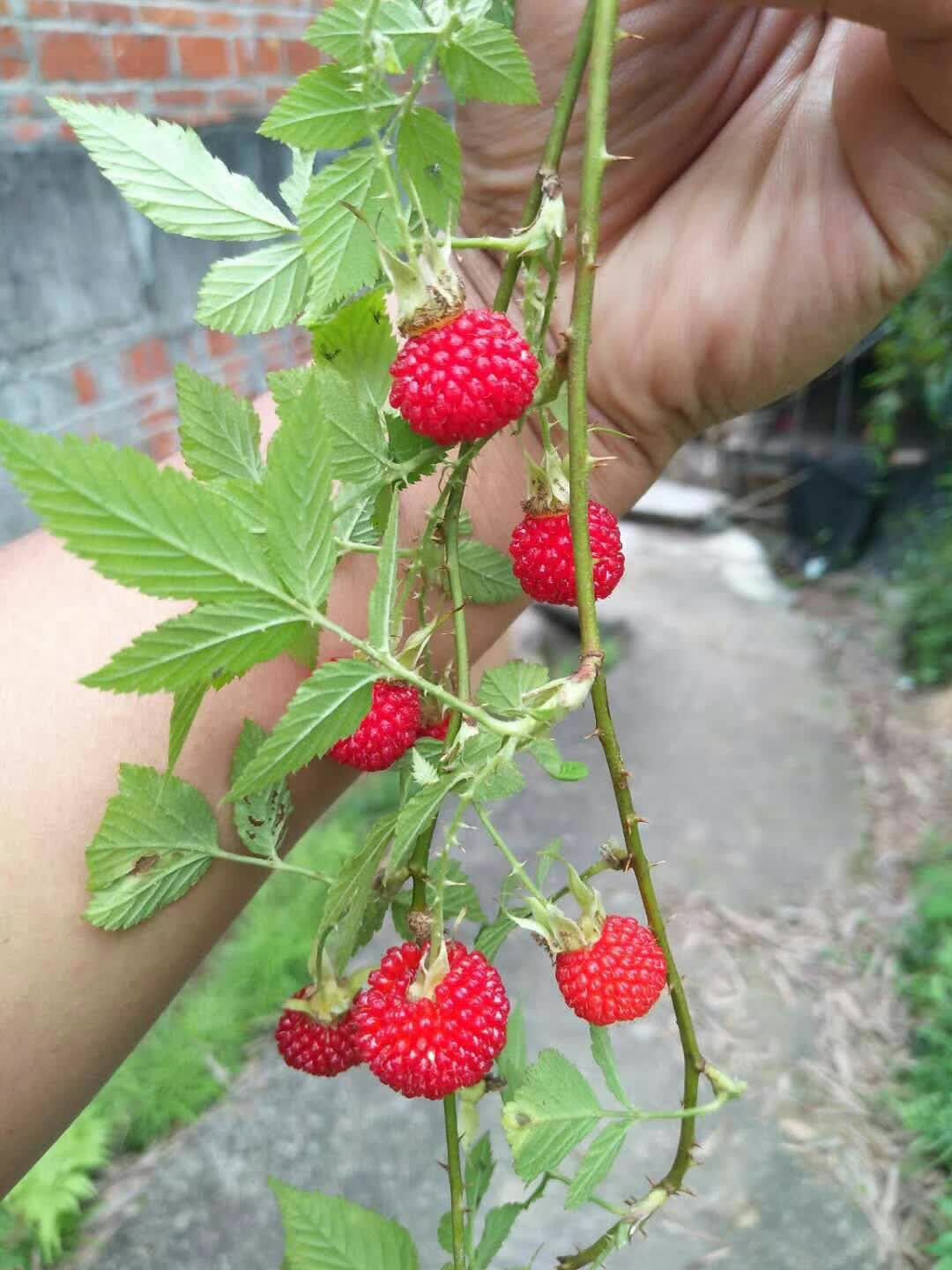 野草莓苗 40~50公分 地栽苗