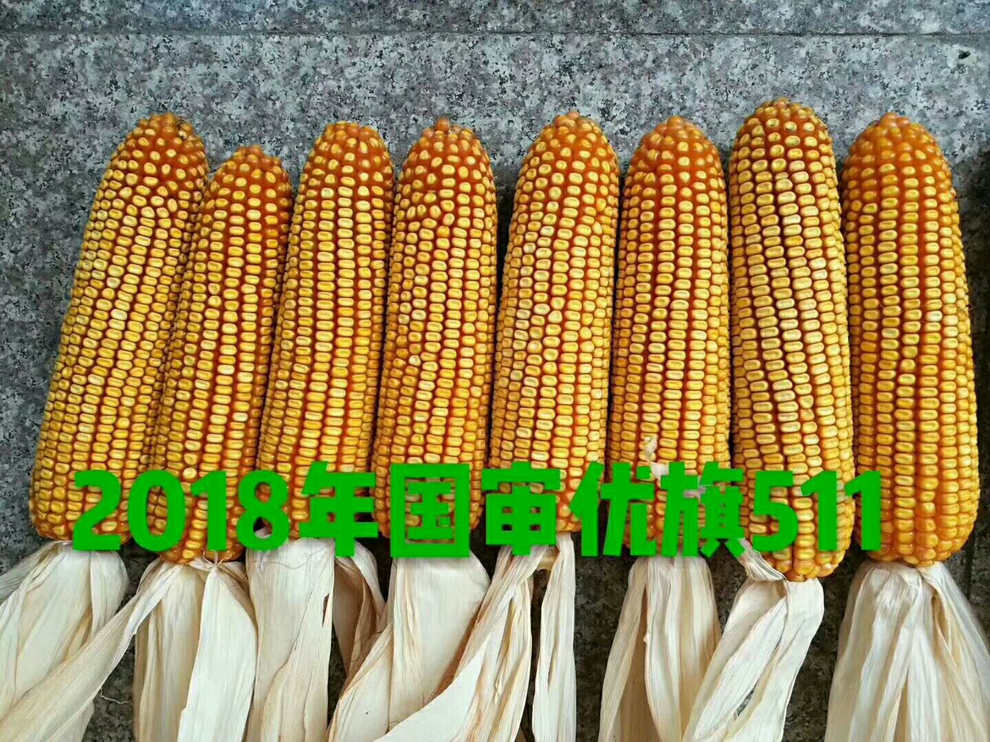 玉米种子 国审玉优旗511纯角质粮,轴细粒深