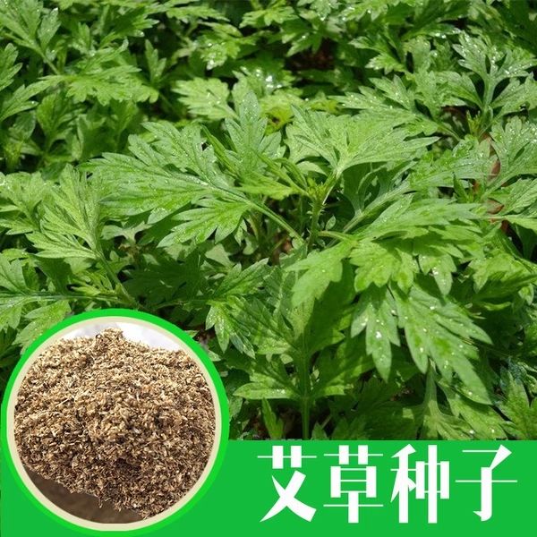艾草种子
