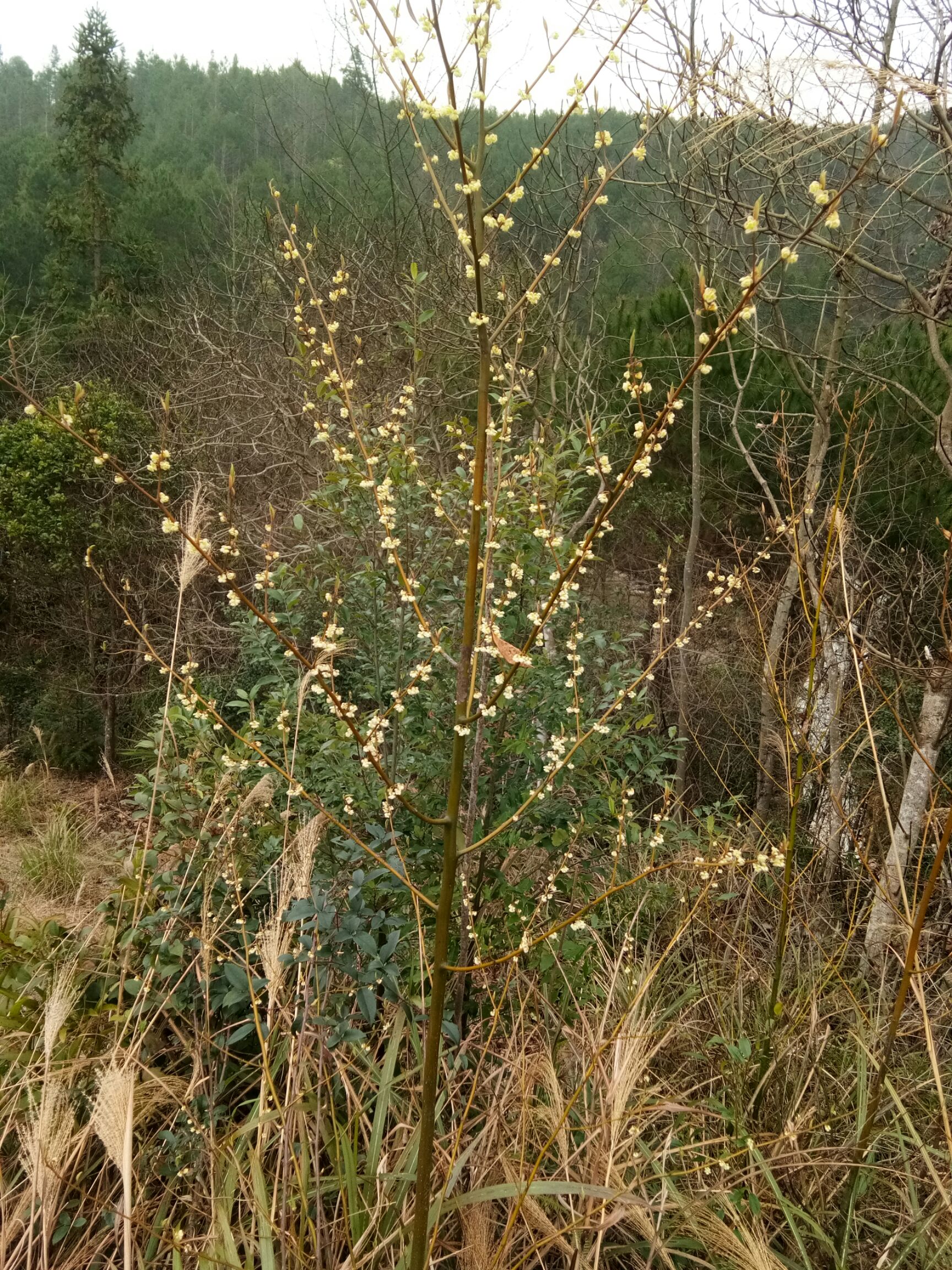 木姜子 