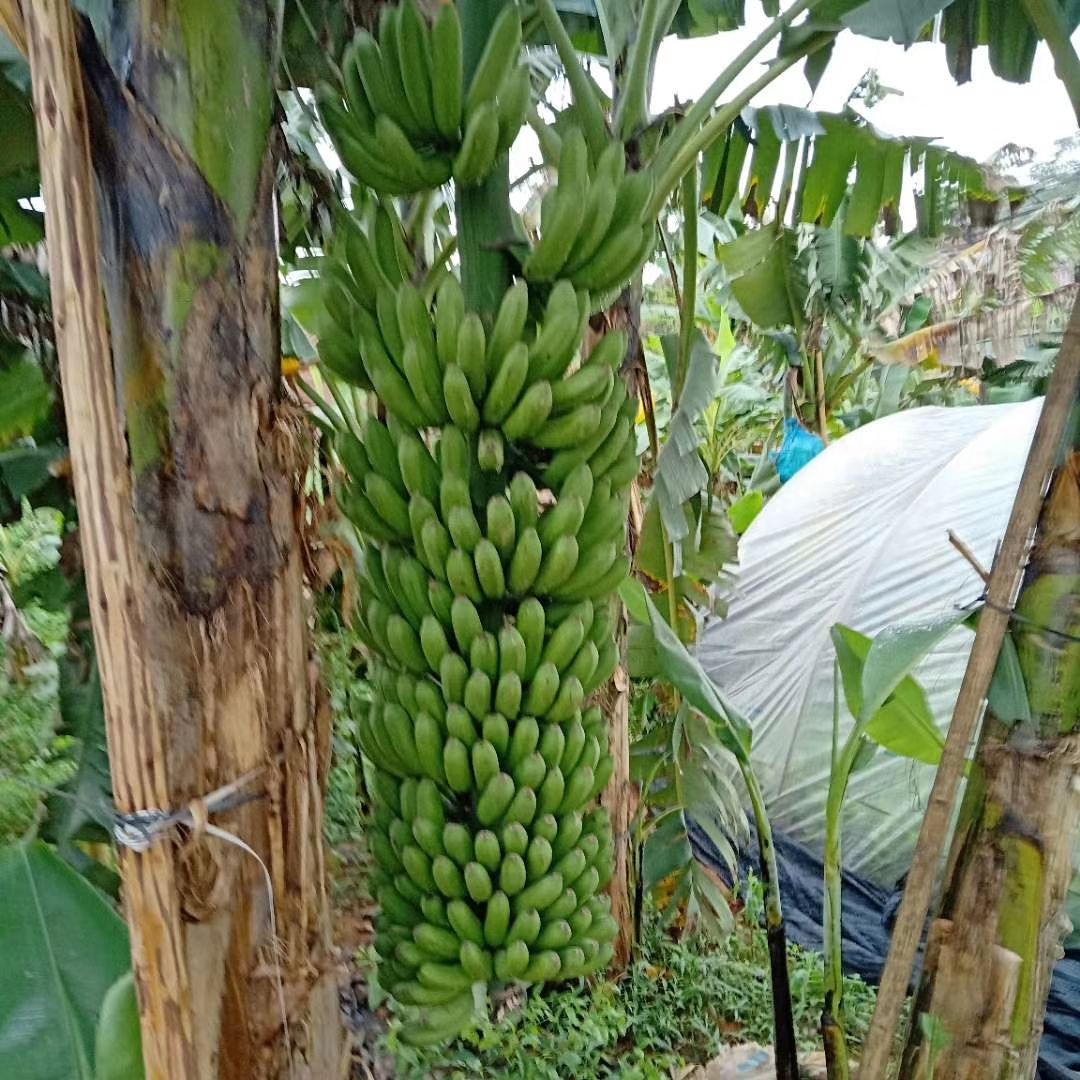 中蕉9号香蕉苗 种植九个月结果