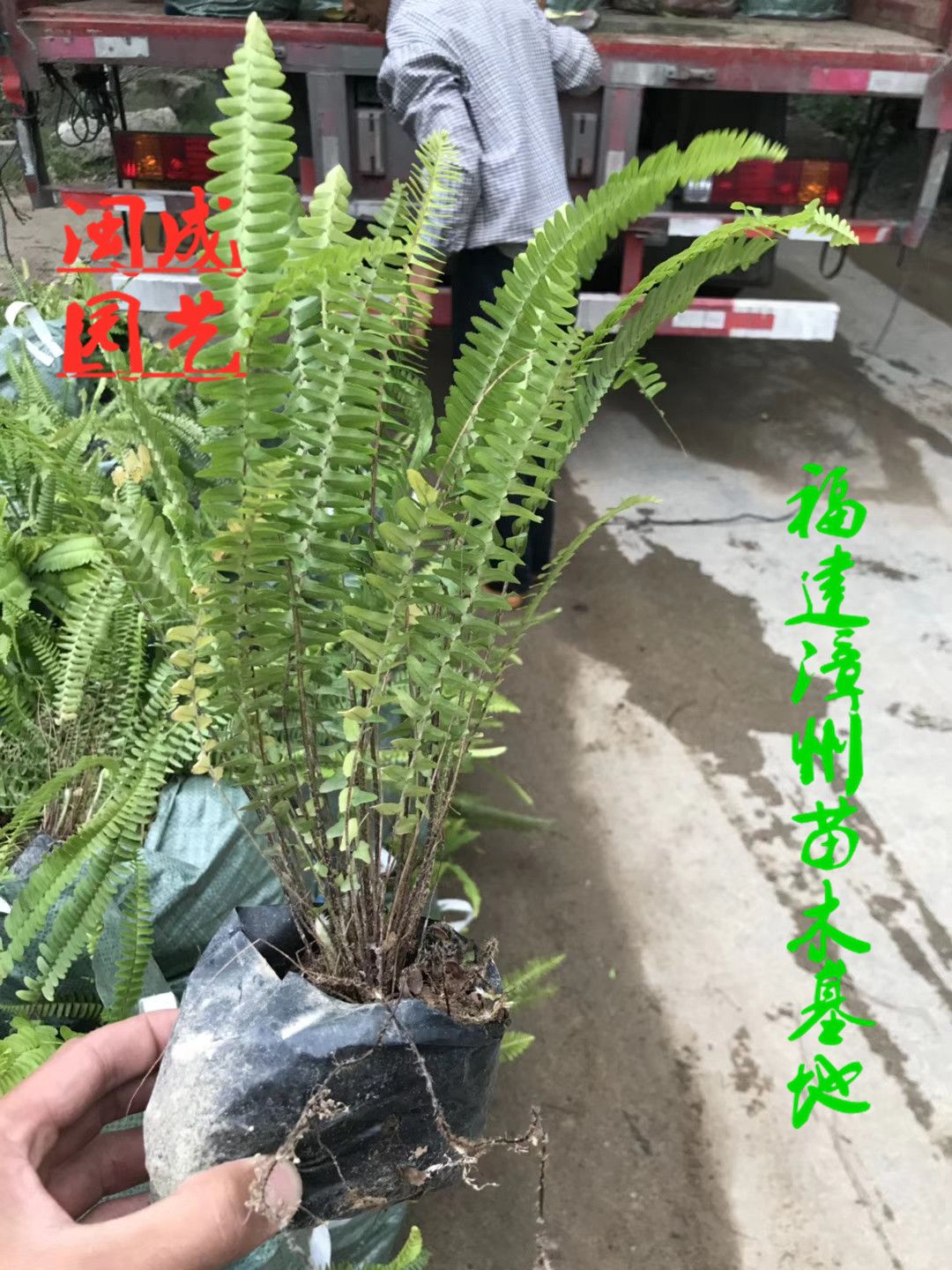 观赏用乌毛蕨 肾蕨 排骨草【闽成】