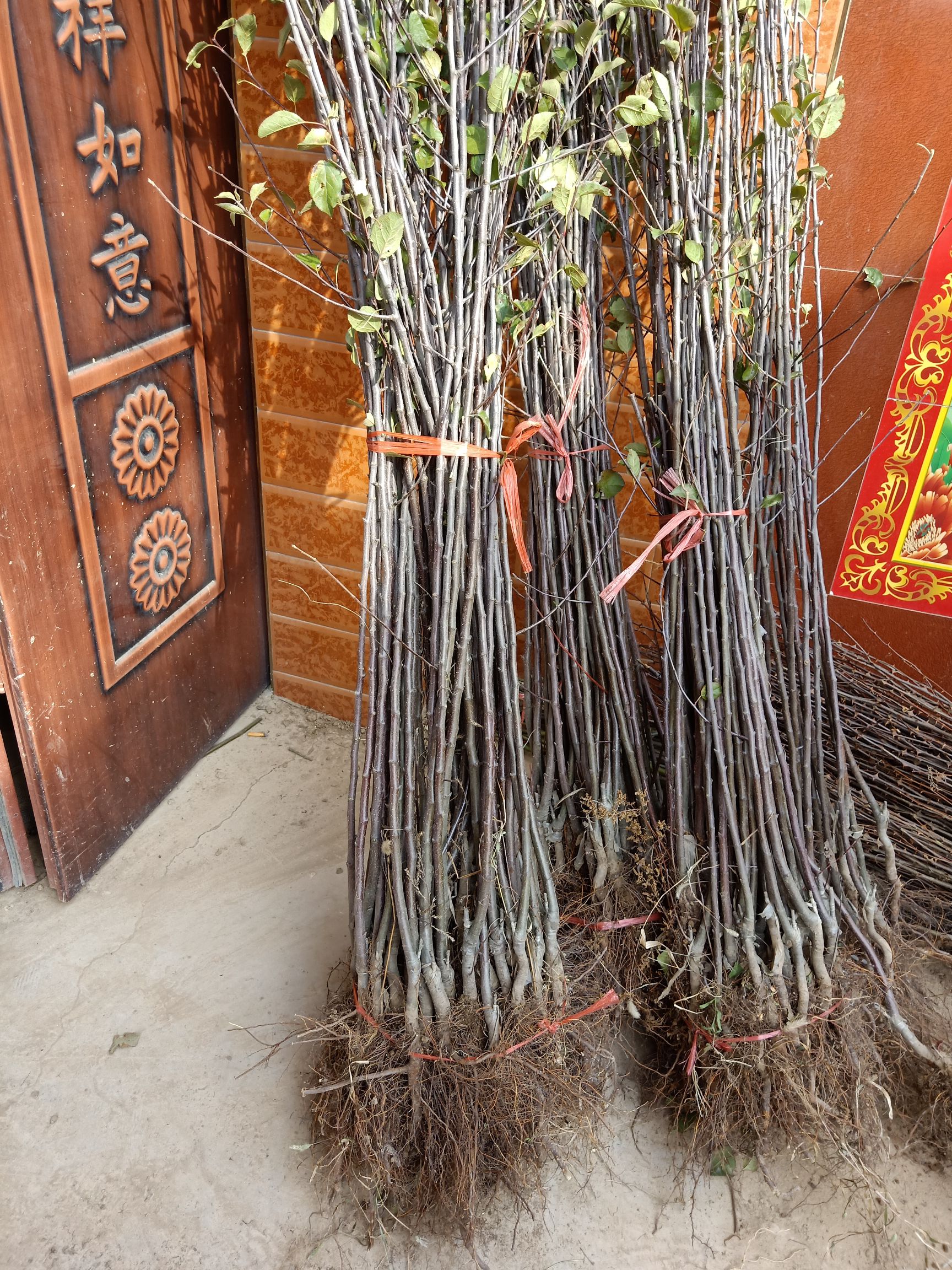 苹果苗红富士苹果树苗烟富苹果苗