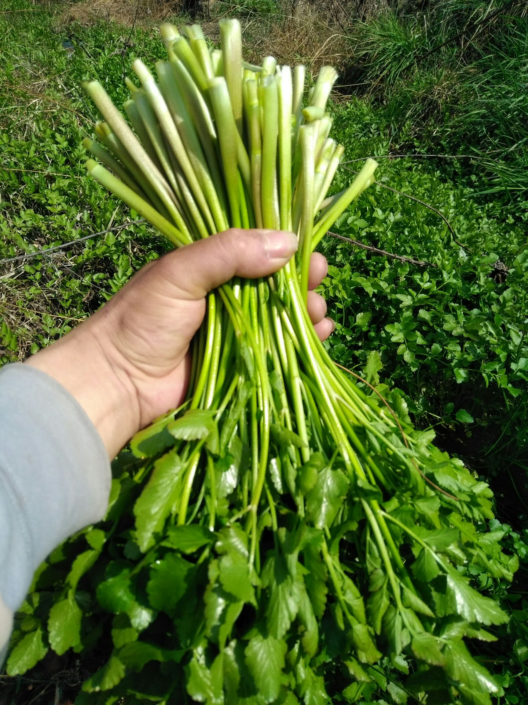 湖北黄冈麻城市野芹菜