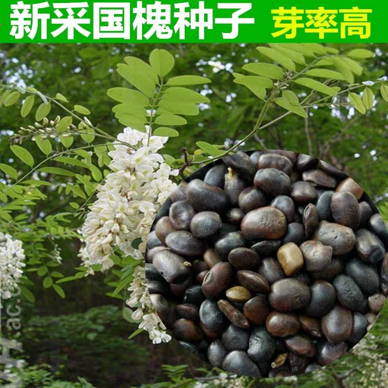 河北省保定市安国市国槐种子