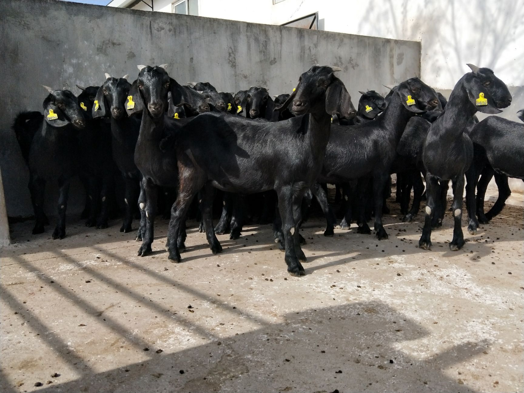 黑山羊 50-80斤