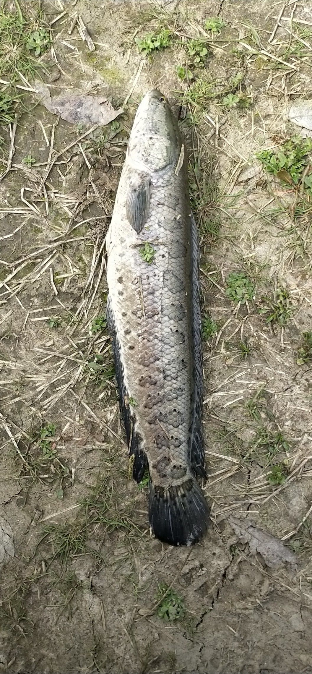 野生黑鱼 人工养殖 1.5-2.5公斤