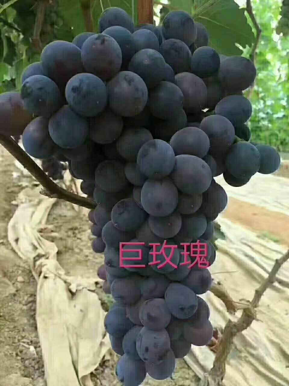 巨玫瑰葡萄苗