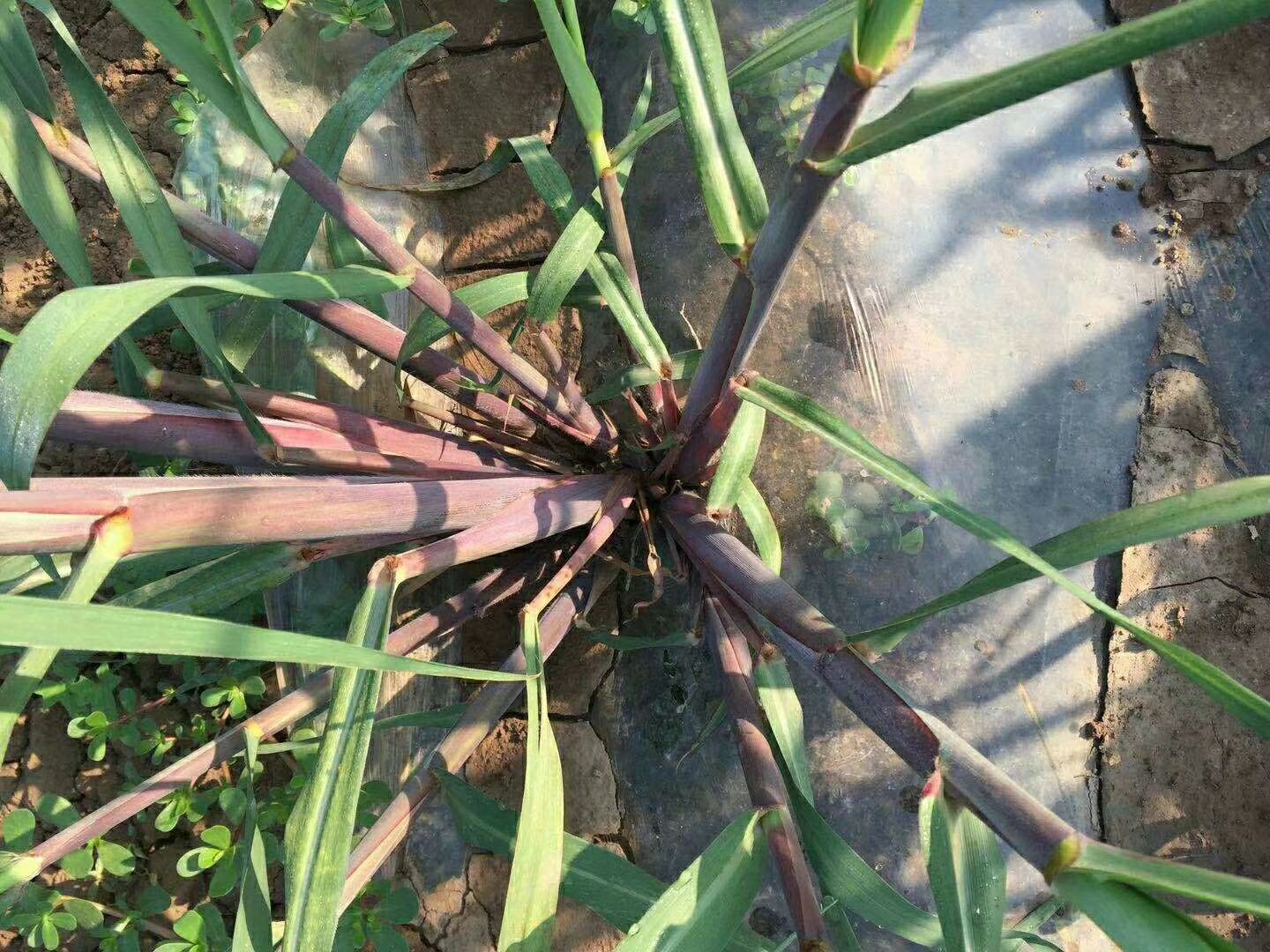 甘蔗种子 北方青黄皮甘蔗