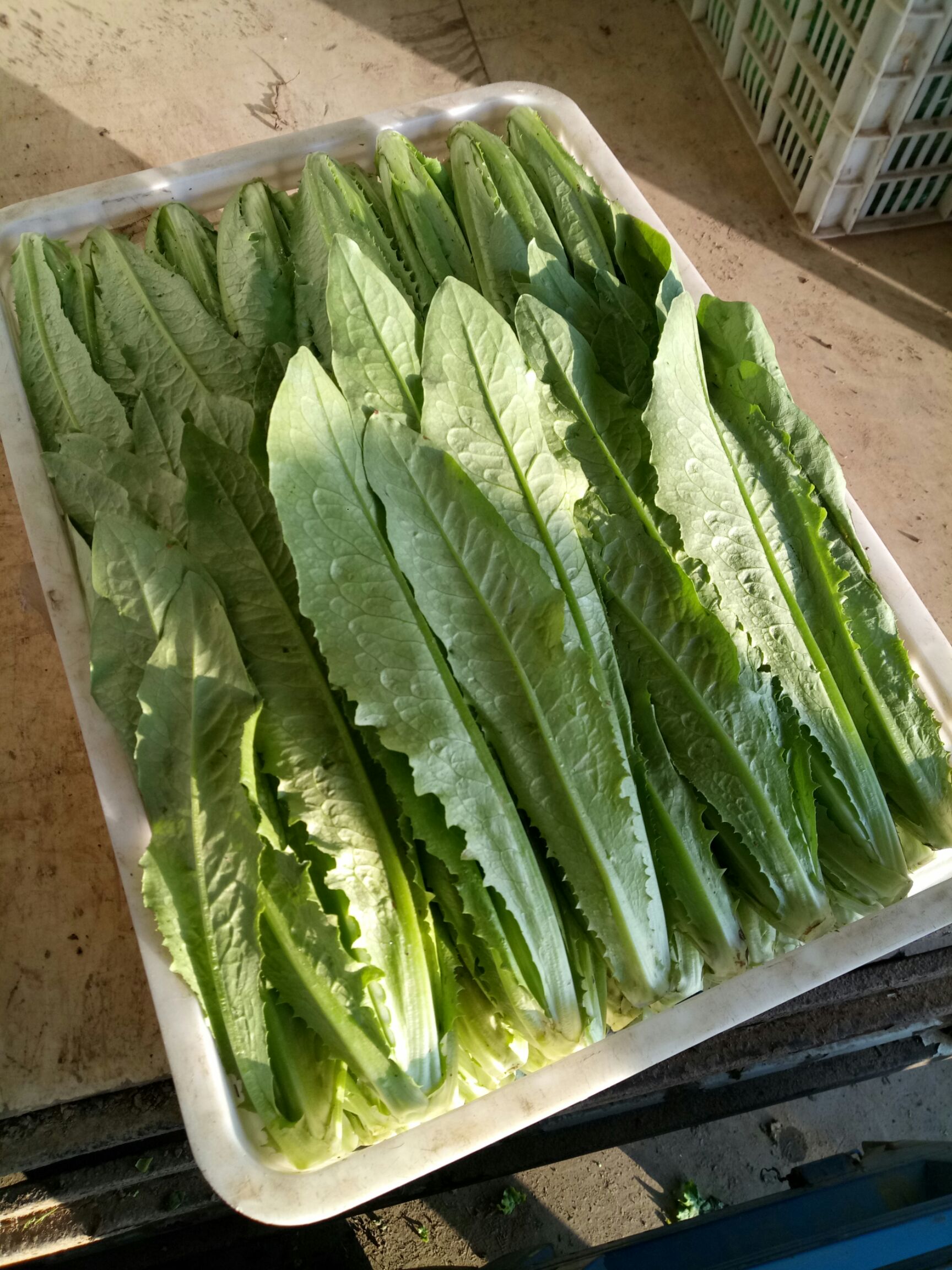 美冠油麦菜 叶菜类产地直供,诚招合作伙伴