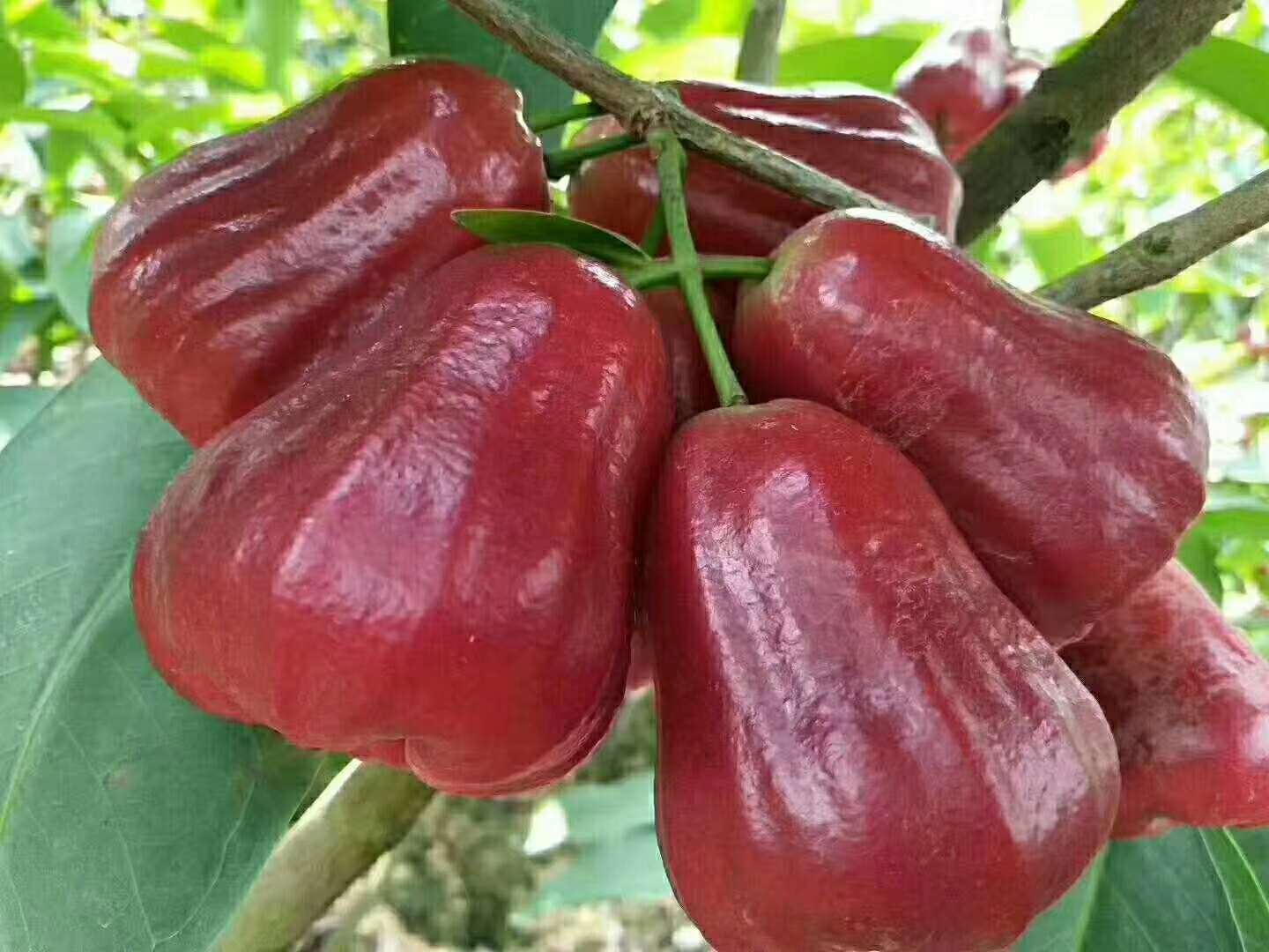 黑金刚莲雾 5-7cm