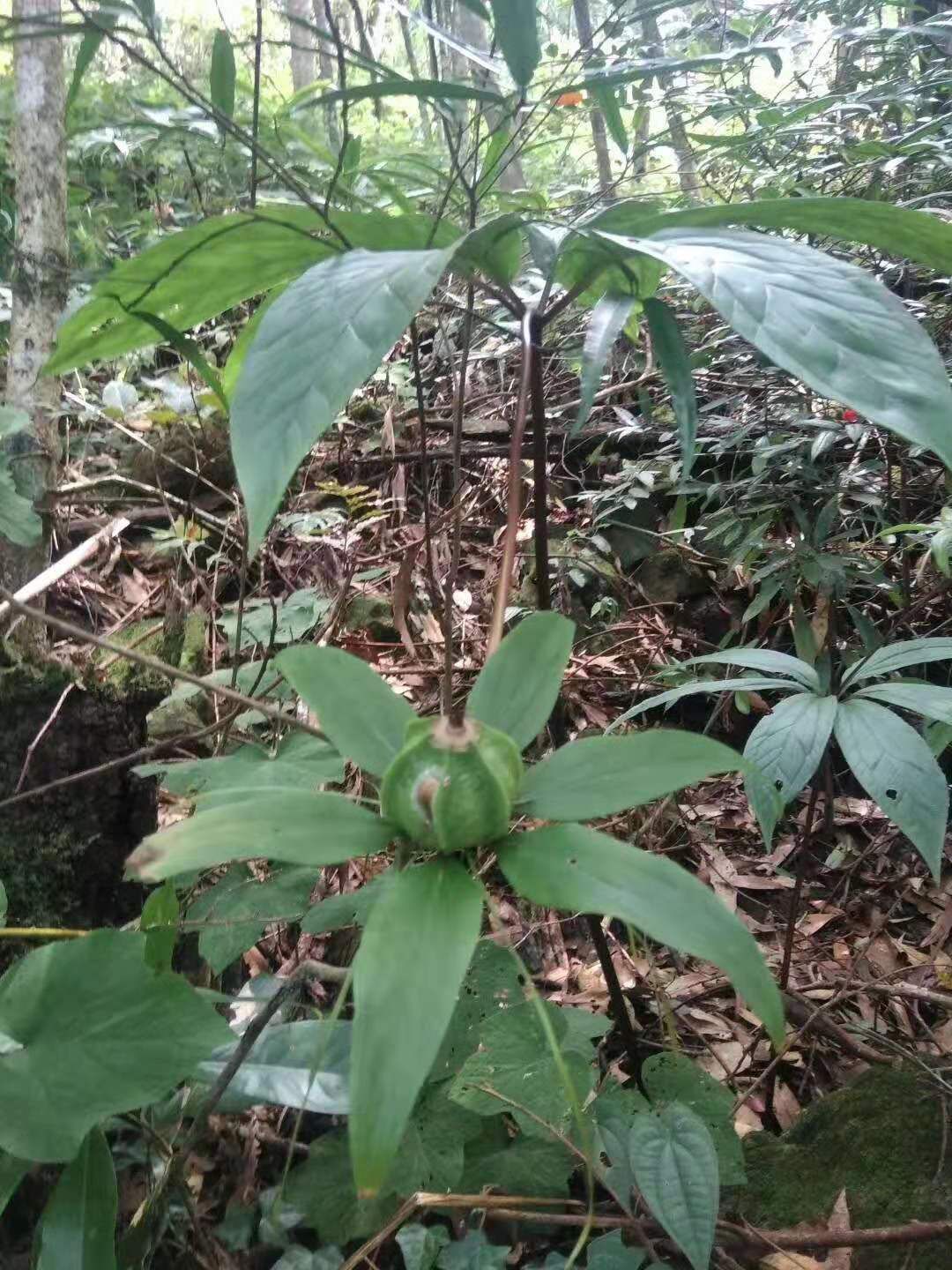 品种名:华重楼 品种名:华重楼          深山*生重楼七叶