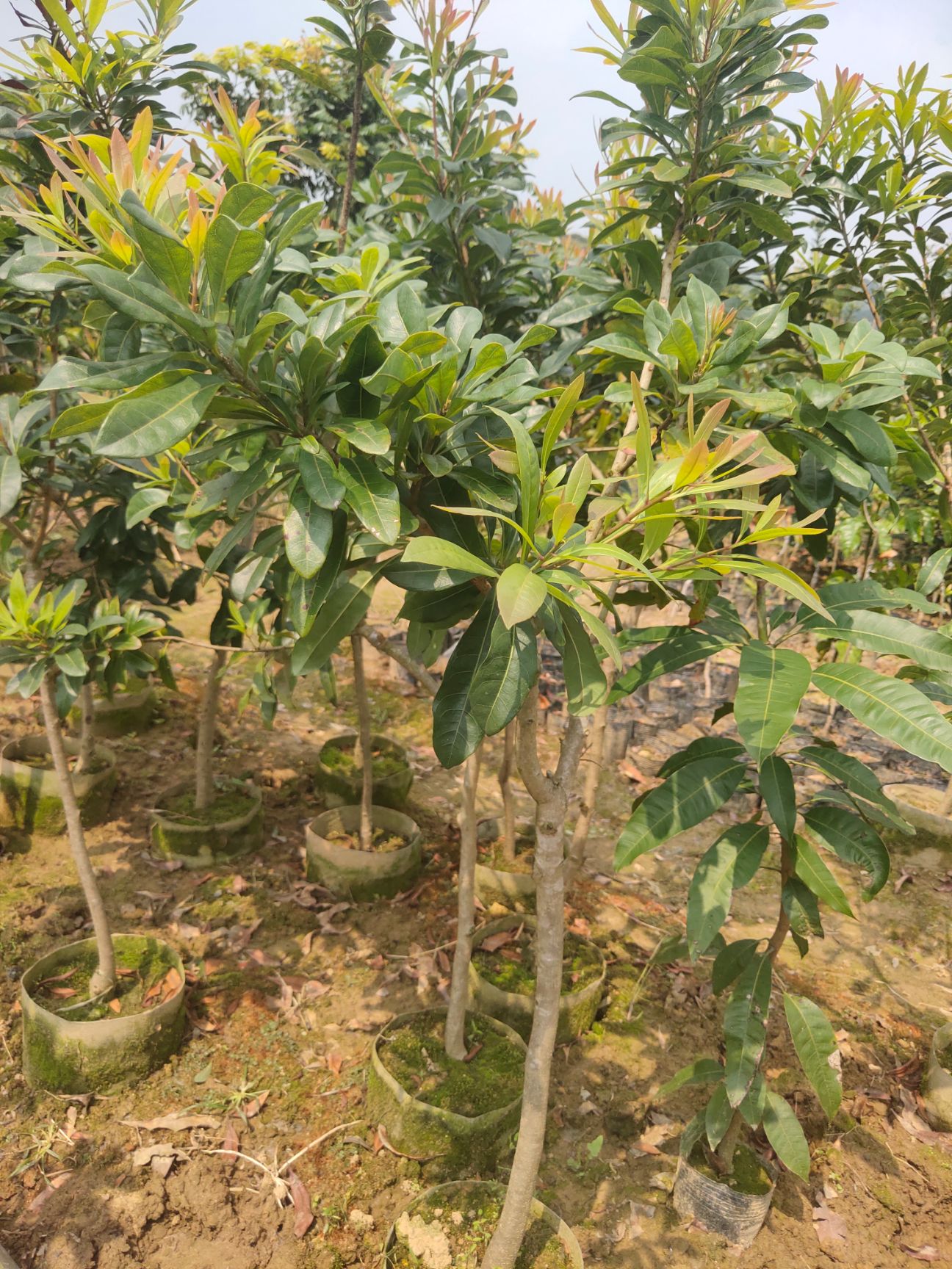 大黑炭杨梅树苗