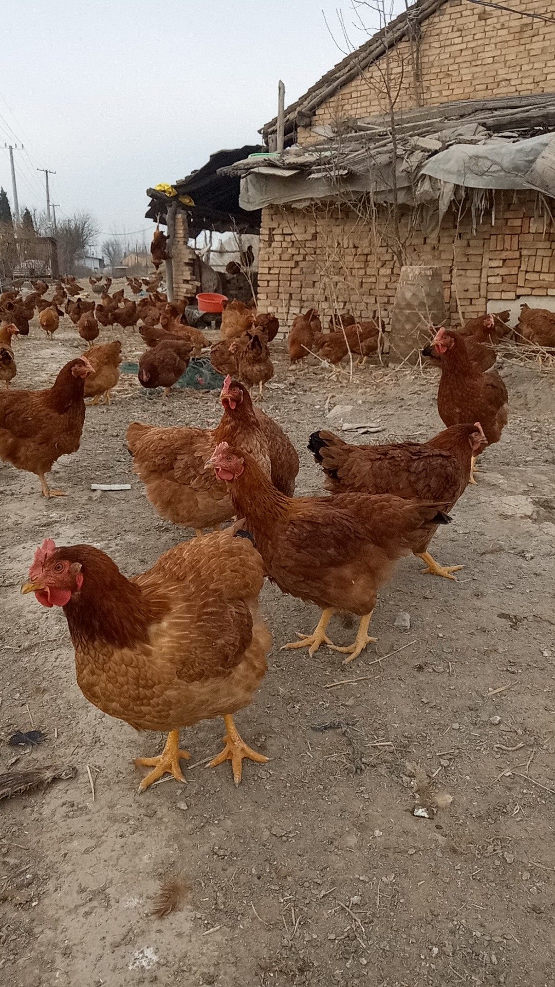 品种名:土鸡          红玉380母鸡散养135天
