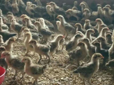 脱温苗脱温五蛋鸡壳黑绿苗视频补牙虫牙图片
