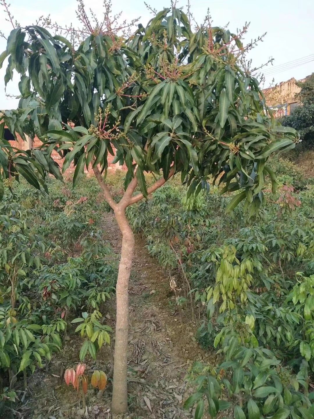 桂味荔枝苗