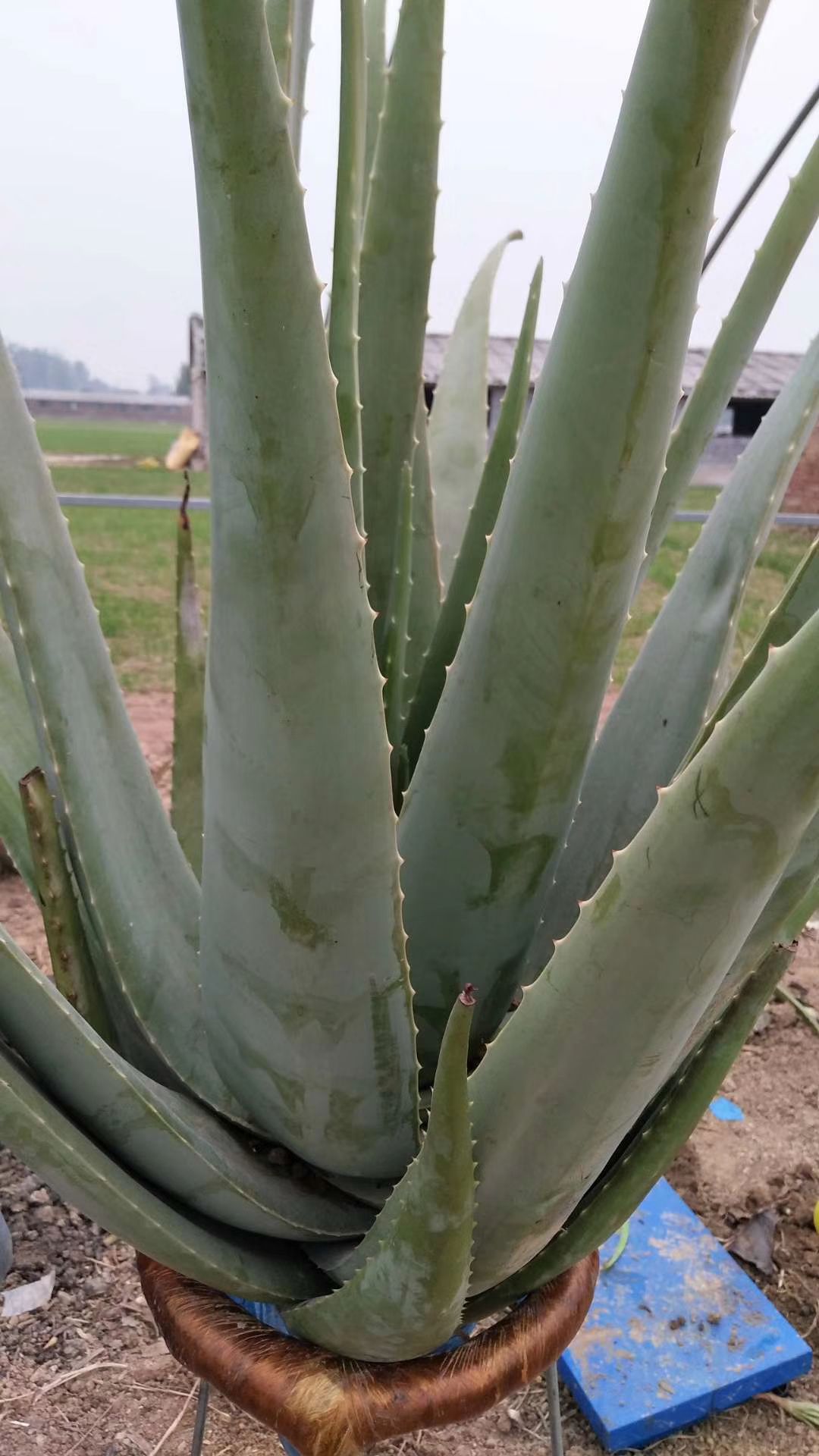 商品详情 我们基地拥有20余亩库拉索芦荟,可以满足客户的各种供应