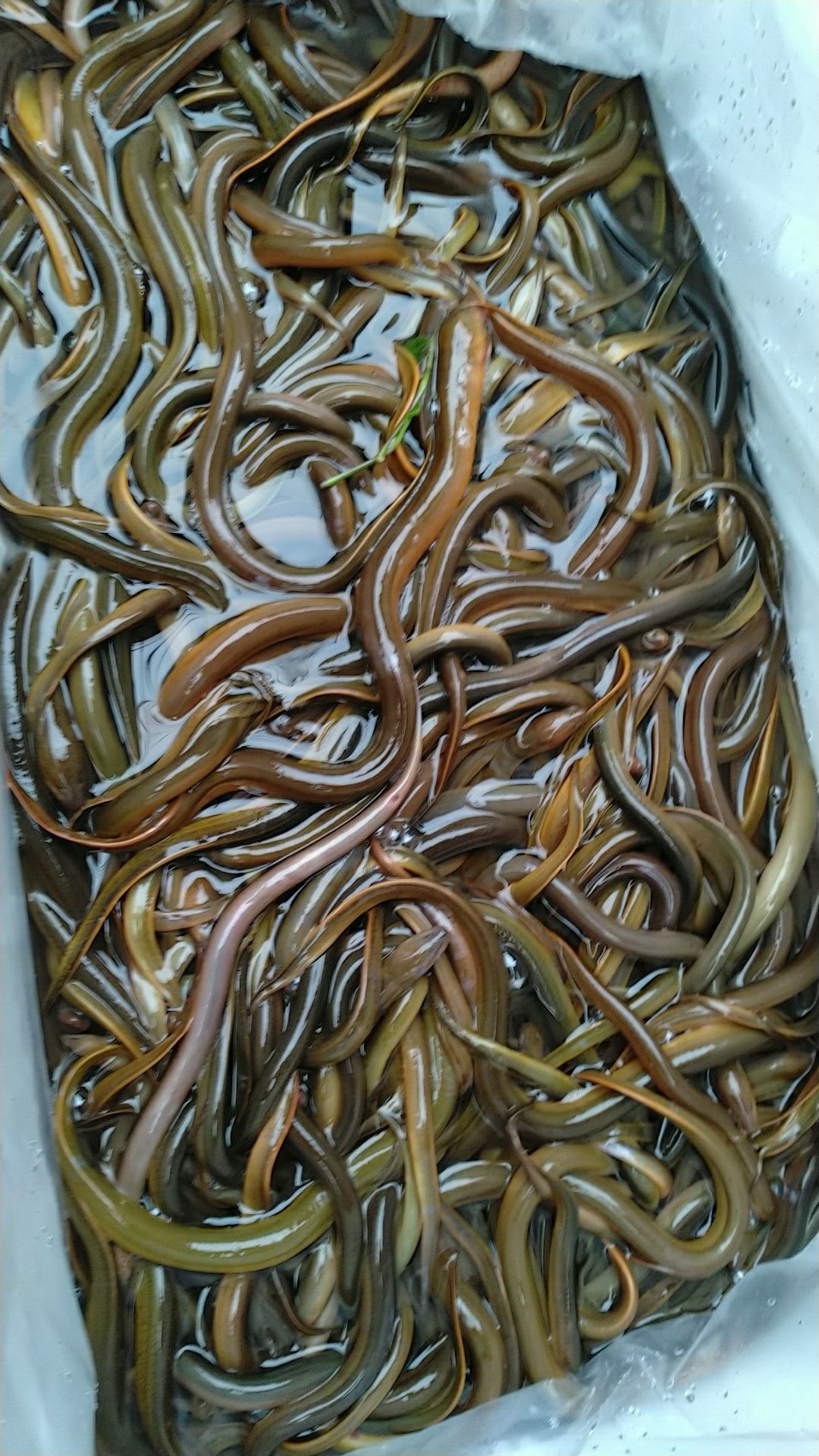野生黄鳝 野生