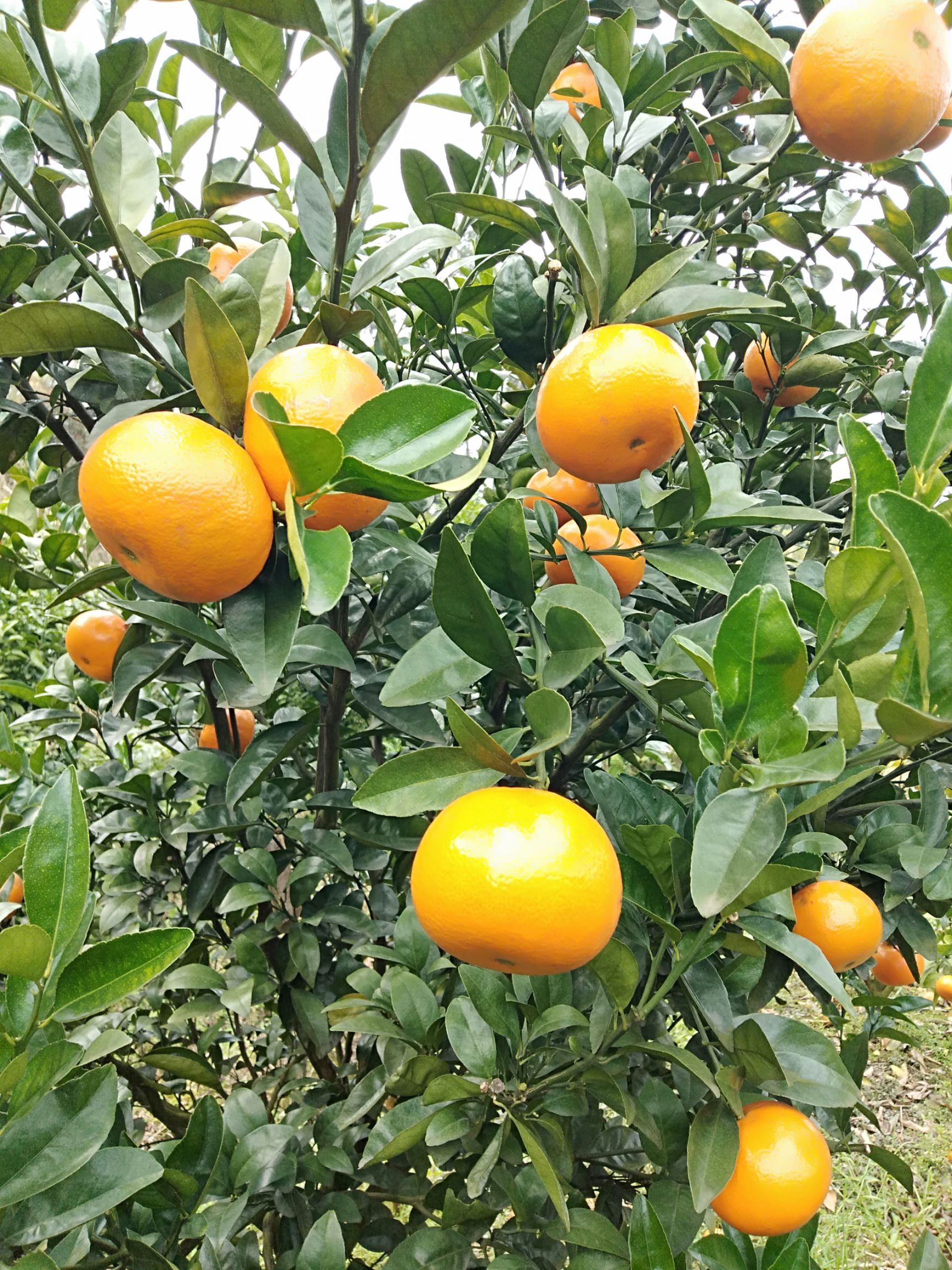 品种名:茂谷柑          茂谷柑货多量大,桂林诚信代办 可以提供:产地