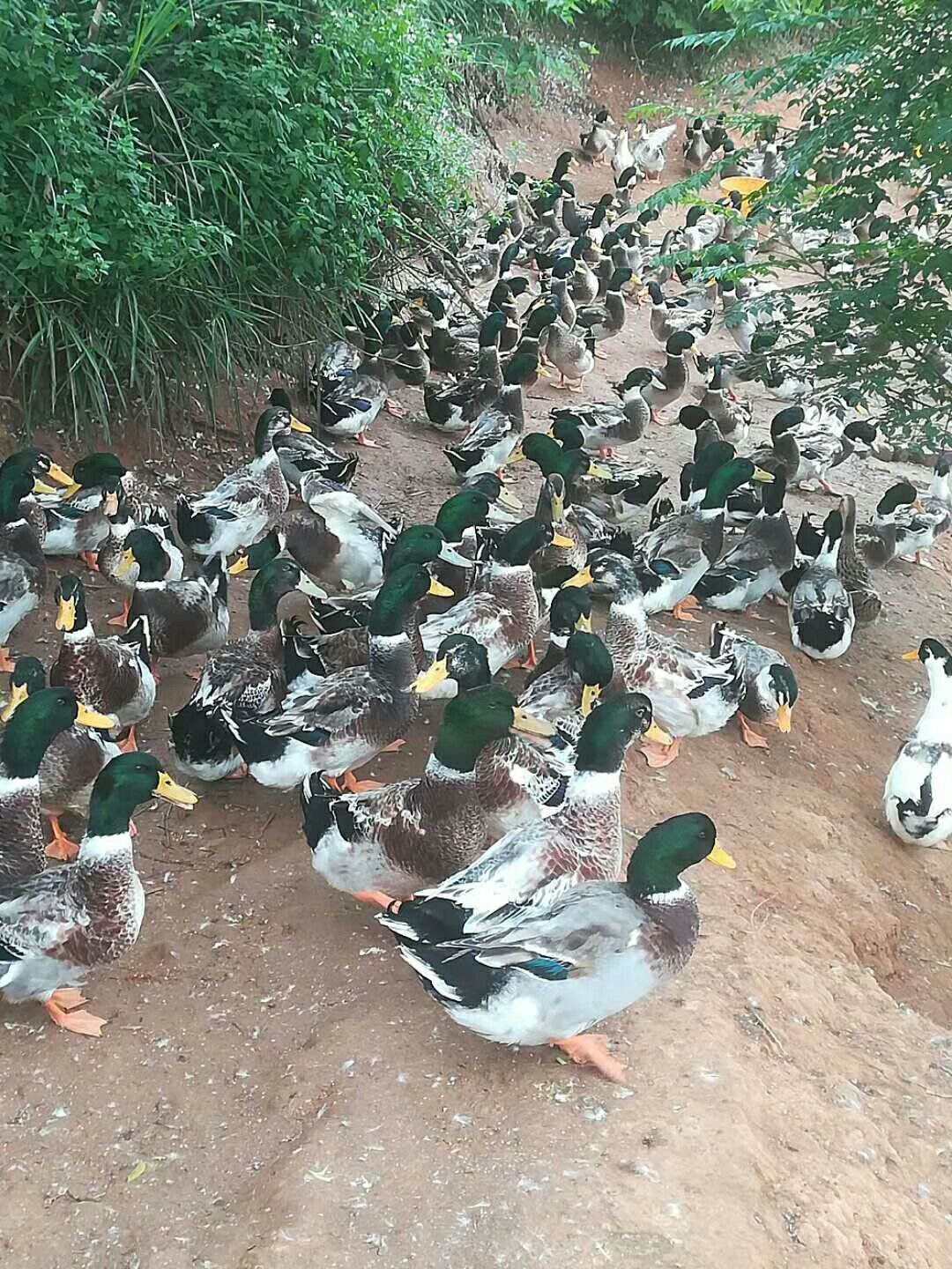 金定鸭苗批发采购_金定鸭苗供应_金定鸭苗价