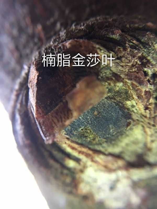广东茂名电白区奇楠沉香树