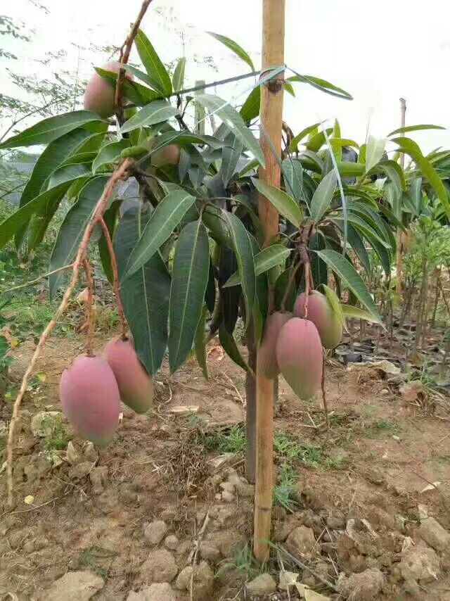 贵妃芒果苗 红要火了