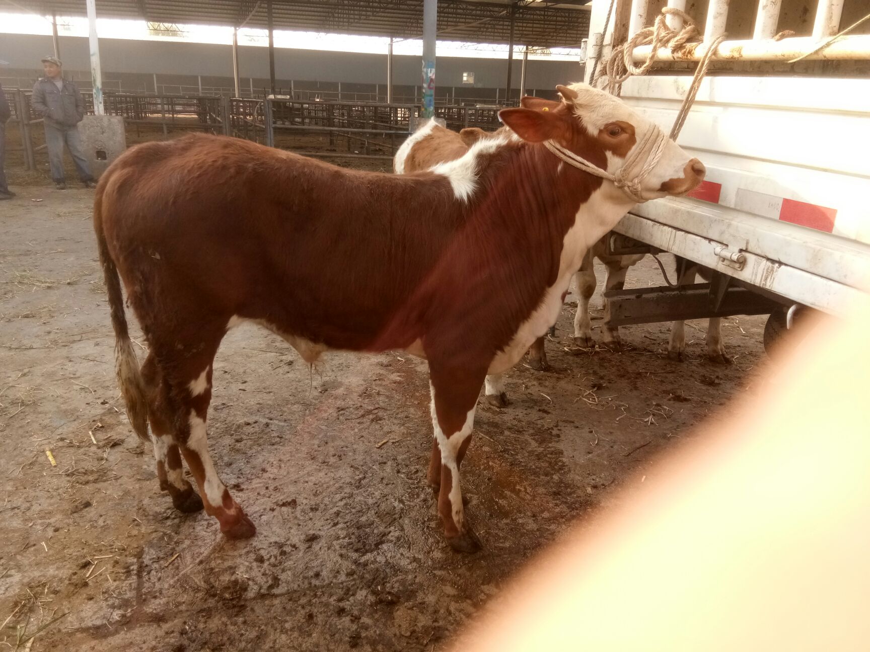 西门塔尔牛 400-600斤 公牛
