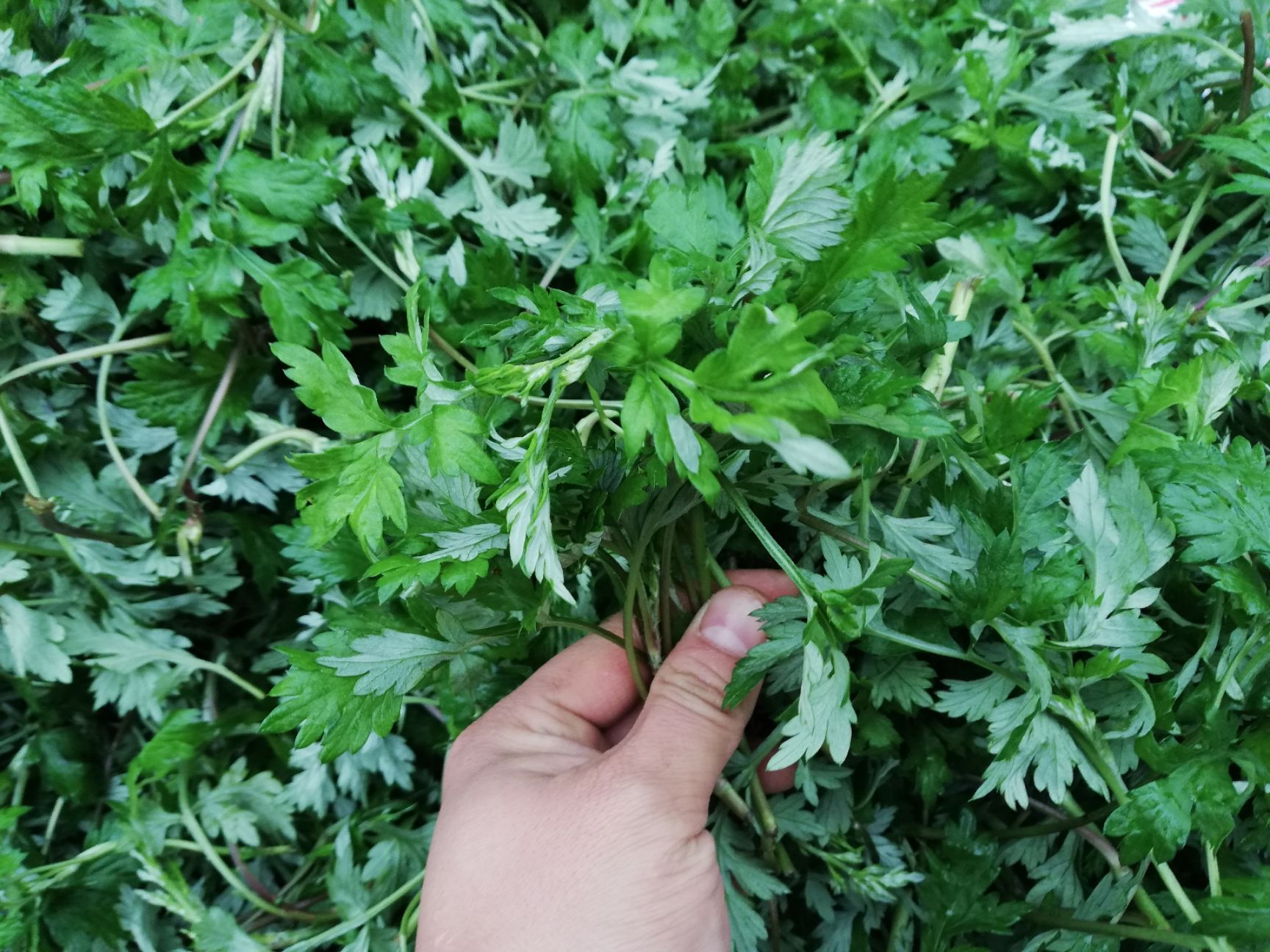 苦艾 鲜艾叶,绿色无公害