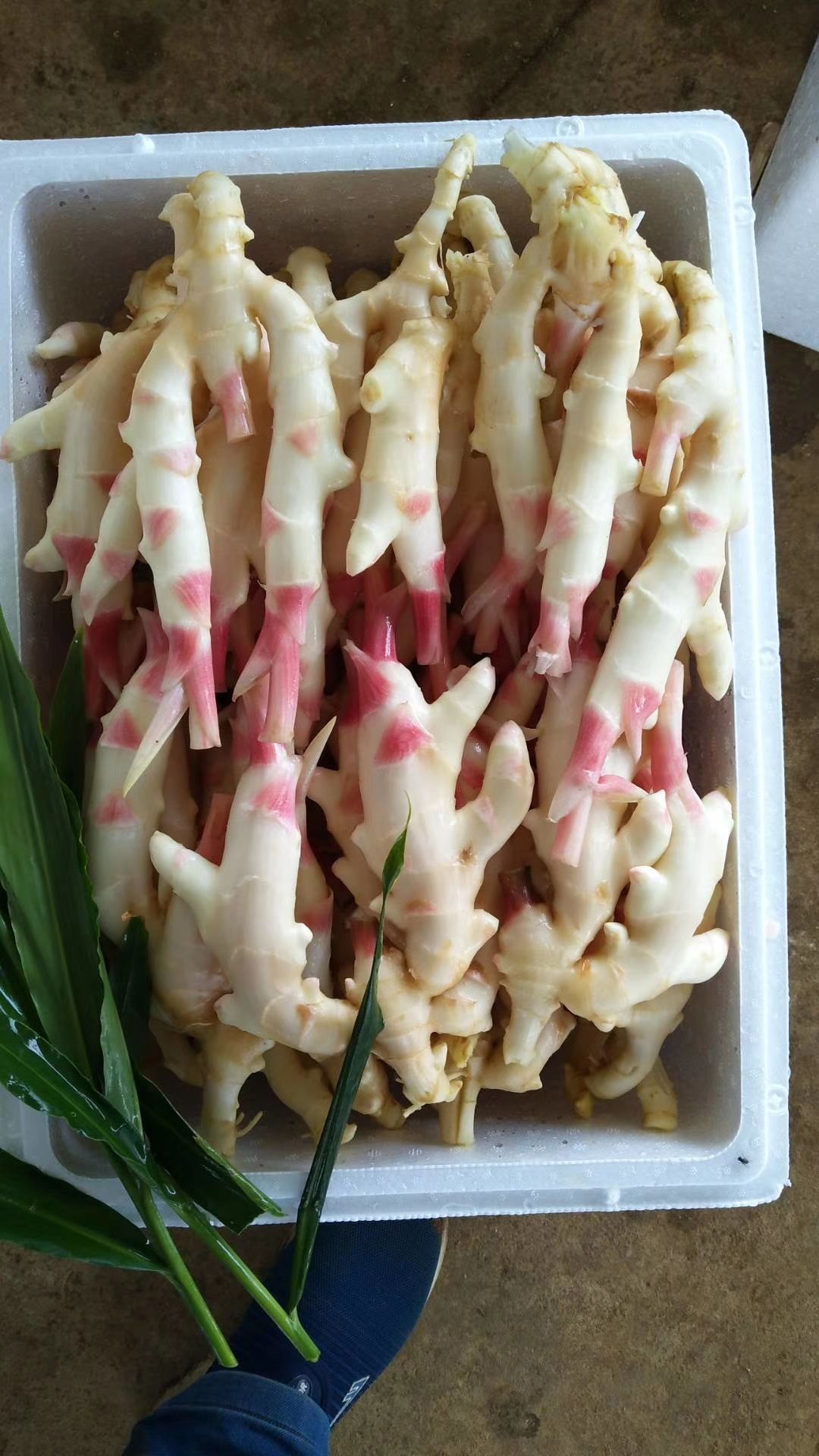 紫姜批发采购_紫姜供应_紫姜价格