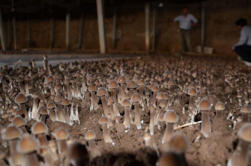 鸡枞菌 鲜货 人工种植 黑皮鸡枞 6cm~9cm