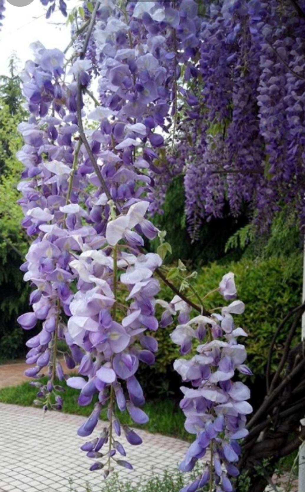 商品属性 品种名:多花紫藤 品种名:多花紫藤 长度:1~1.
