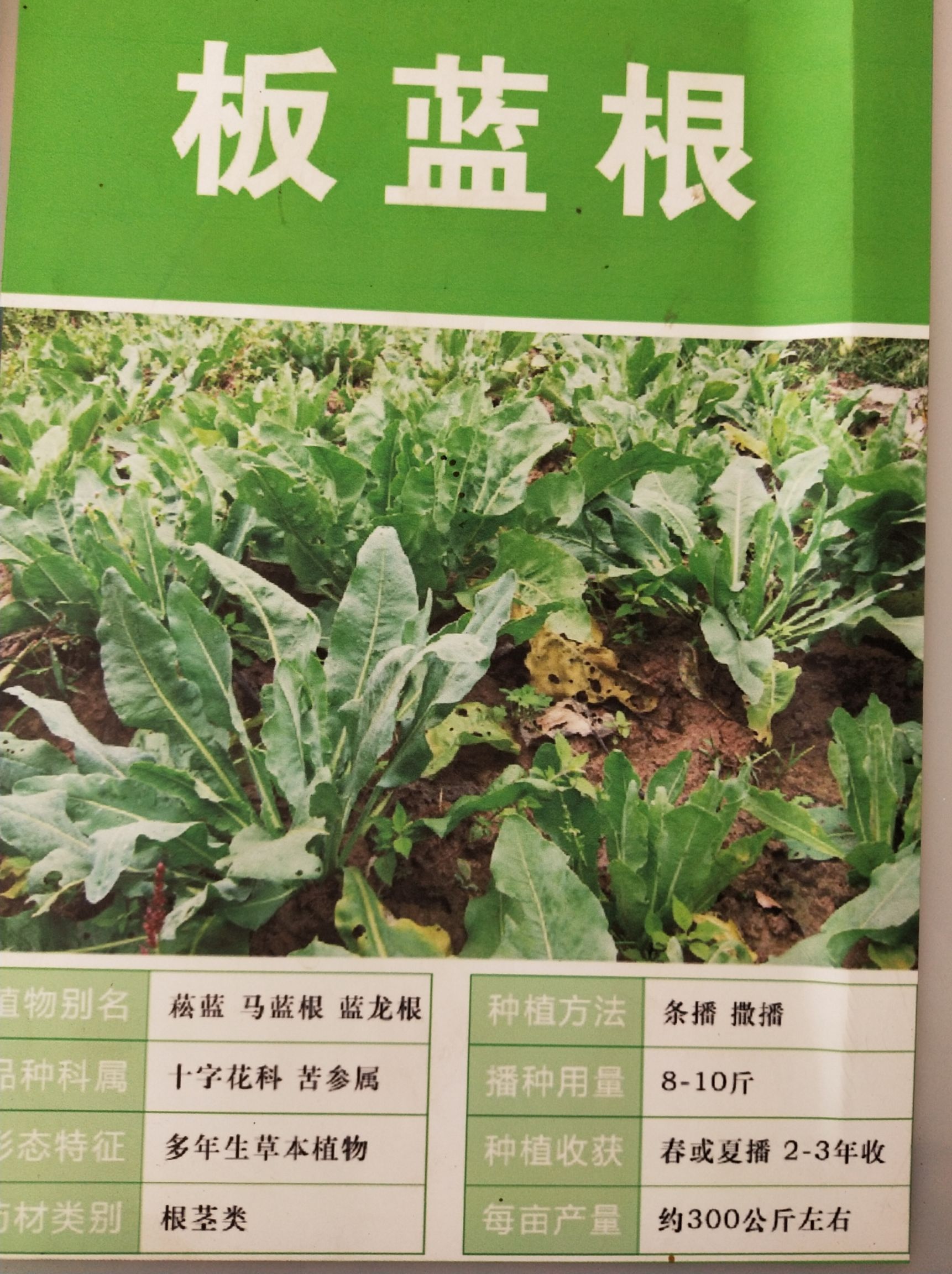 5斤 板蓝根种植技术 板蓝根为十字花科二年生草本植物,以根和叶入药