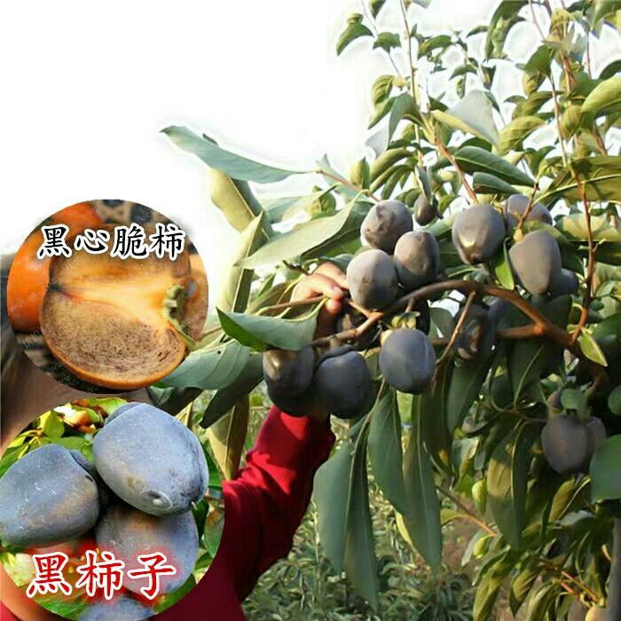 黑柿苗 特大无核甜脆柿子果苗,南北方种植,巧克力黑心脆柿