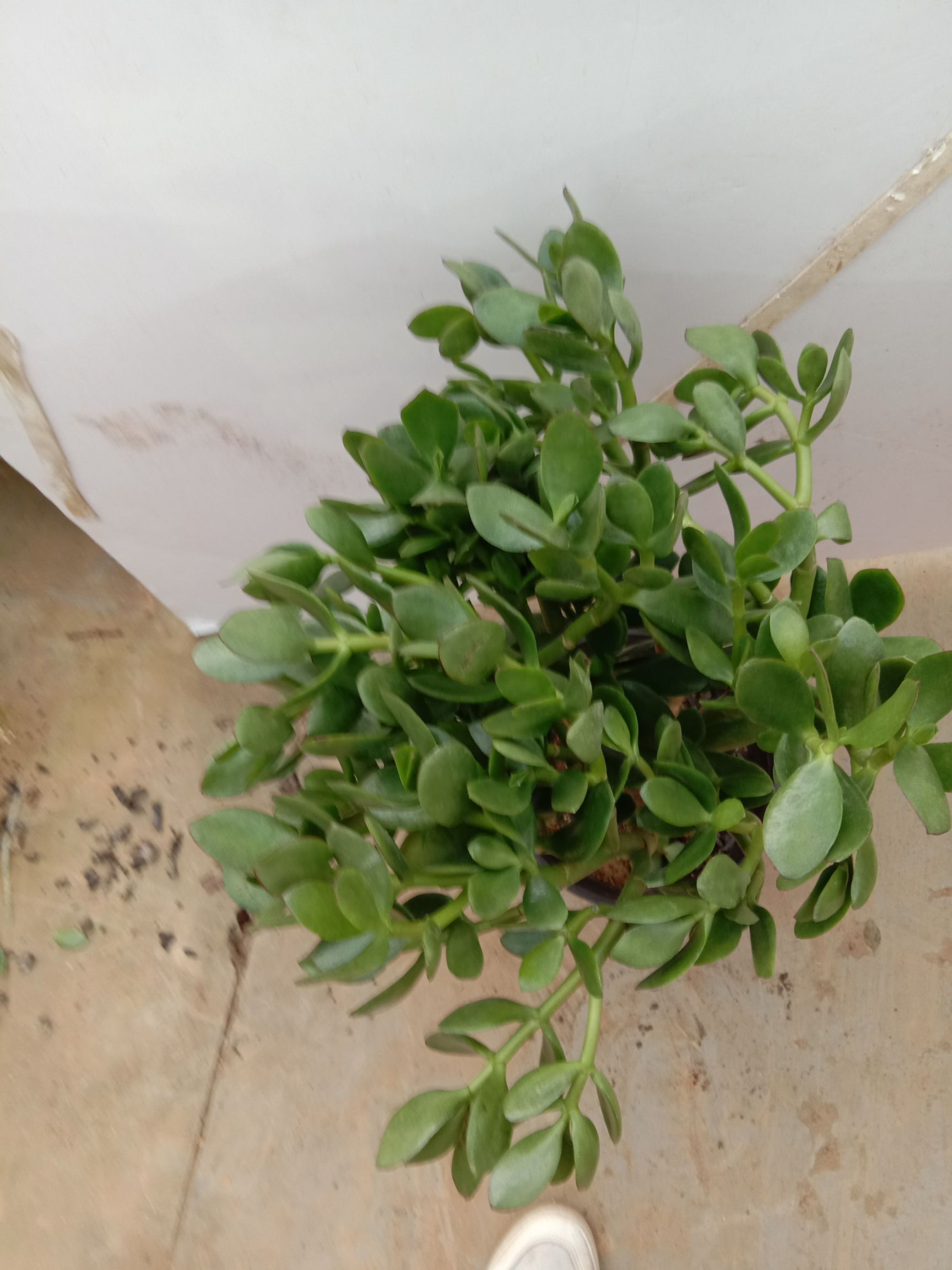 玉树盆栽
