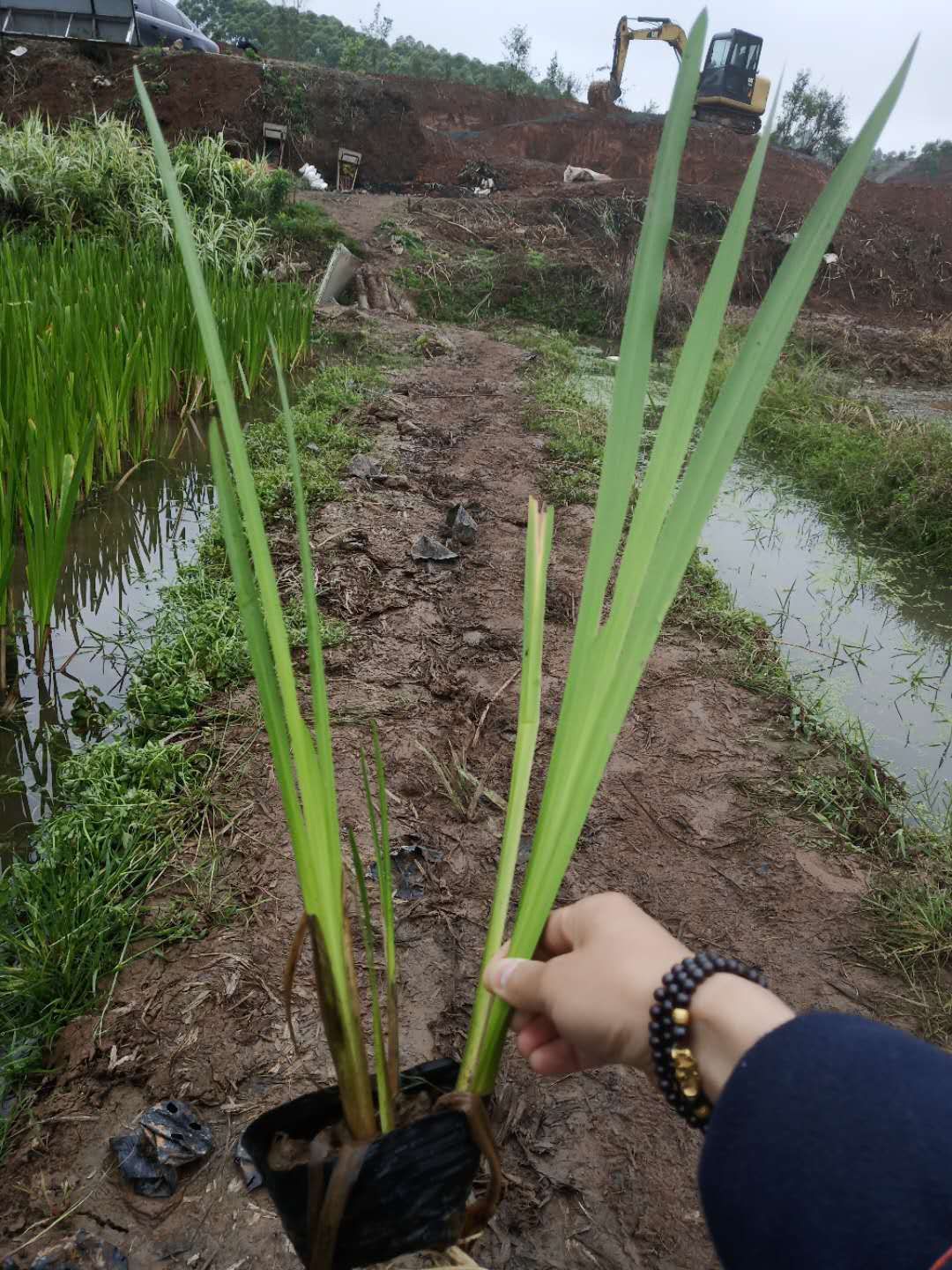 水菖蒲 中药材菖蒲