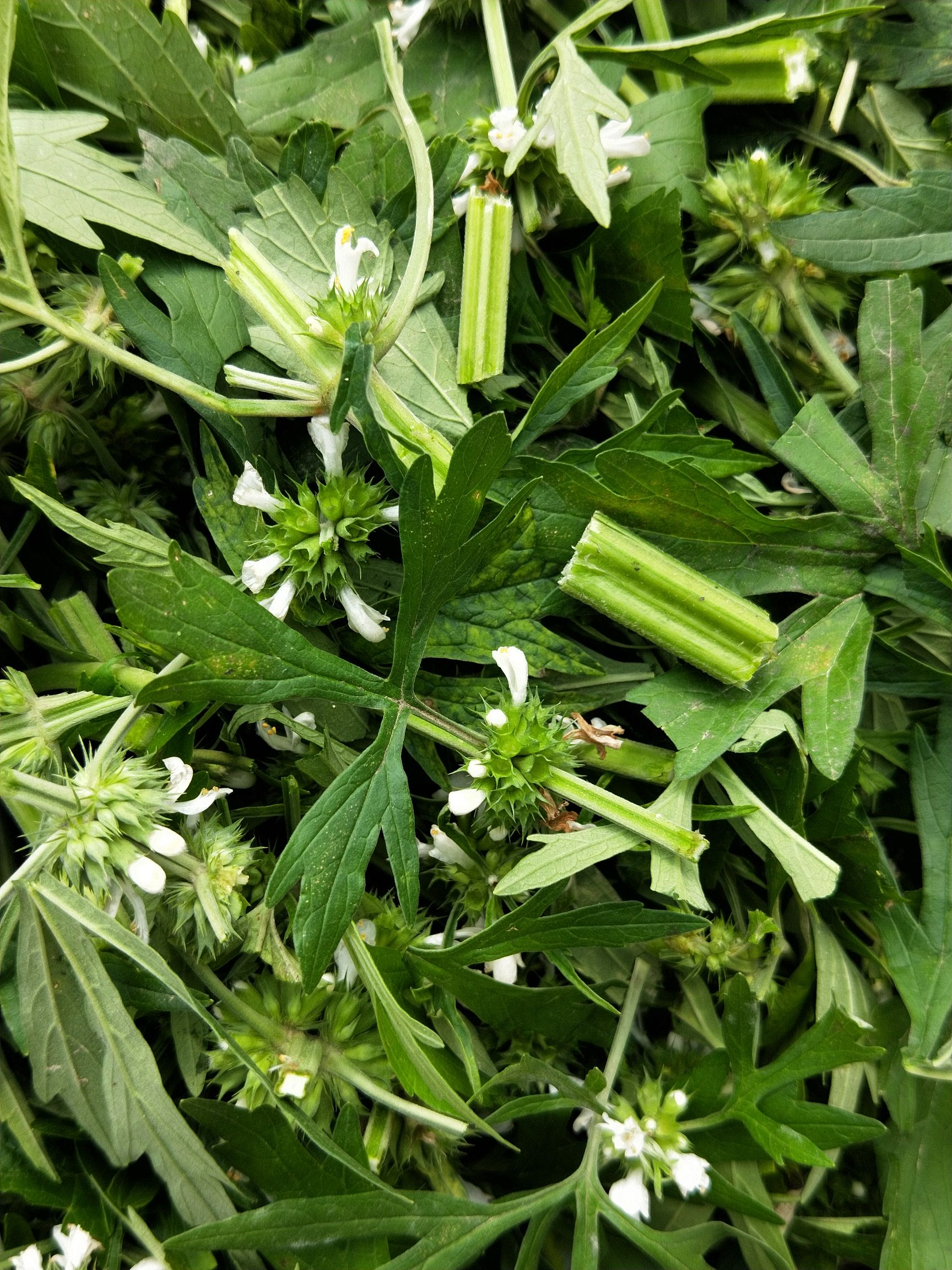 益母草 白花