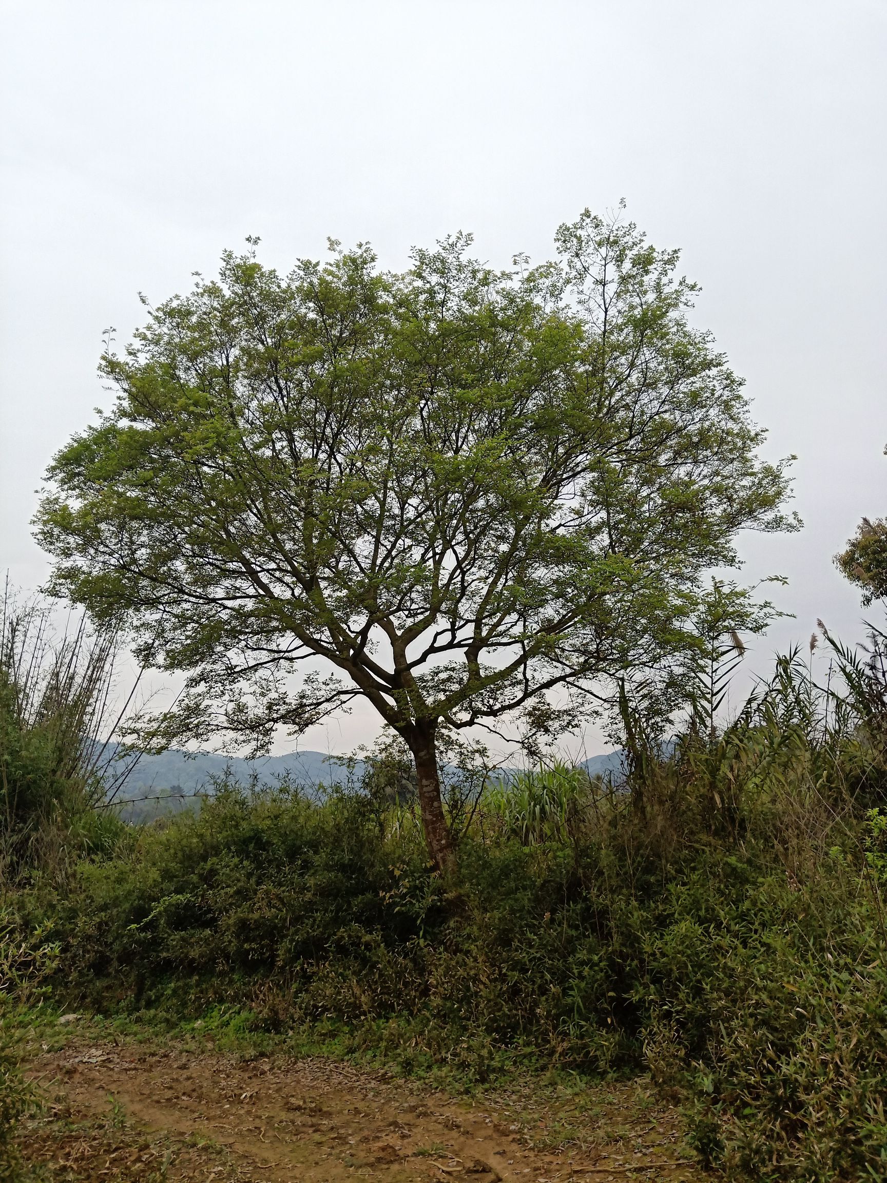 小叶朴