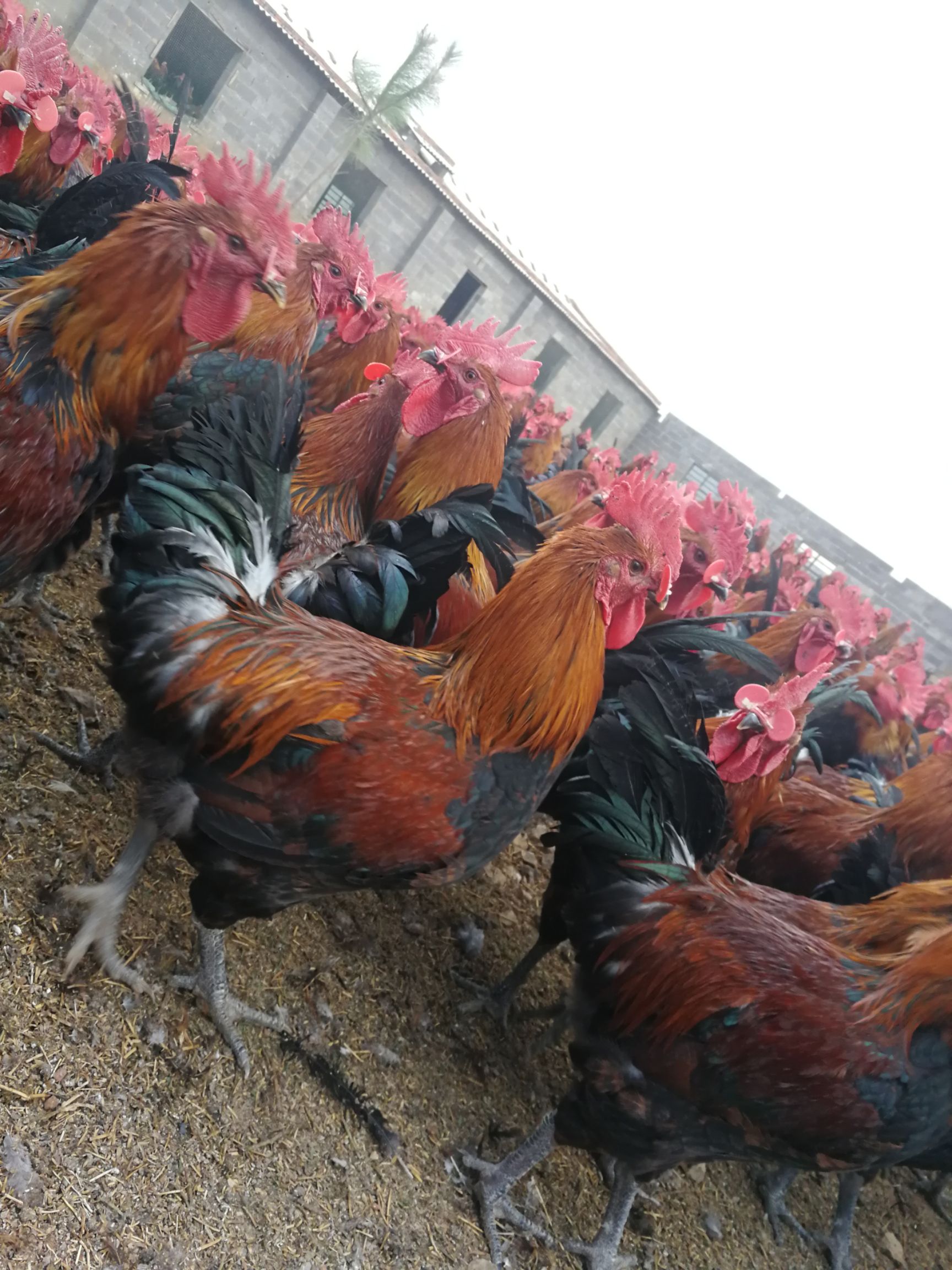 供应大厅  禽畜肉蛋  鸡  商品属性 品种名:土鸡 类型:统货 单只重:4