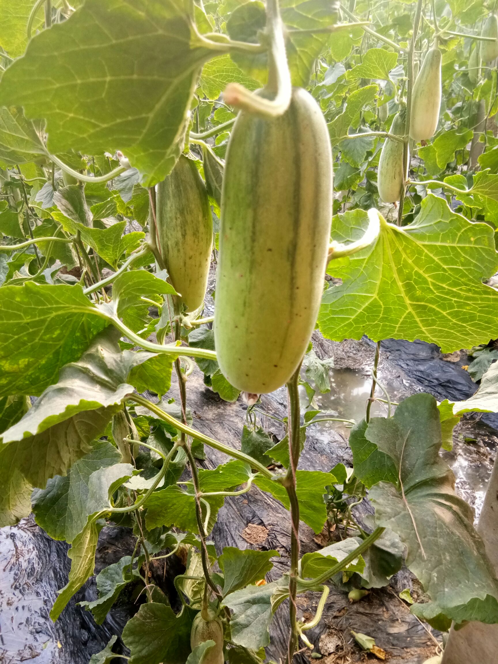 羊角蜜甜瓜 0.5斤以上