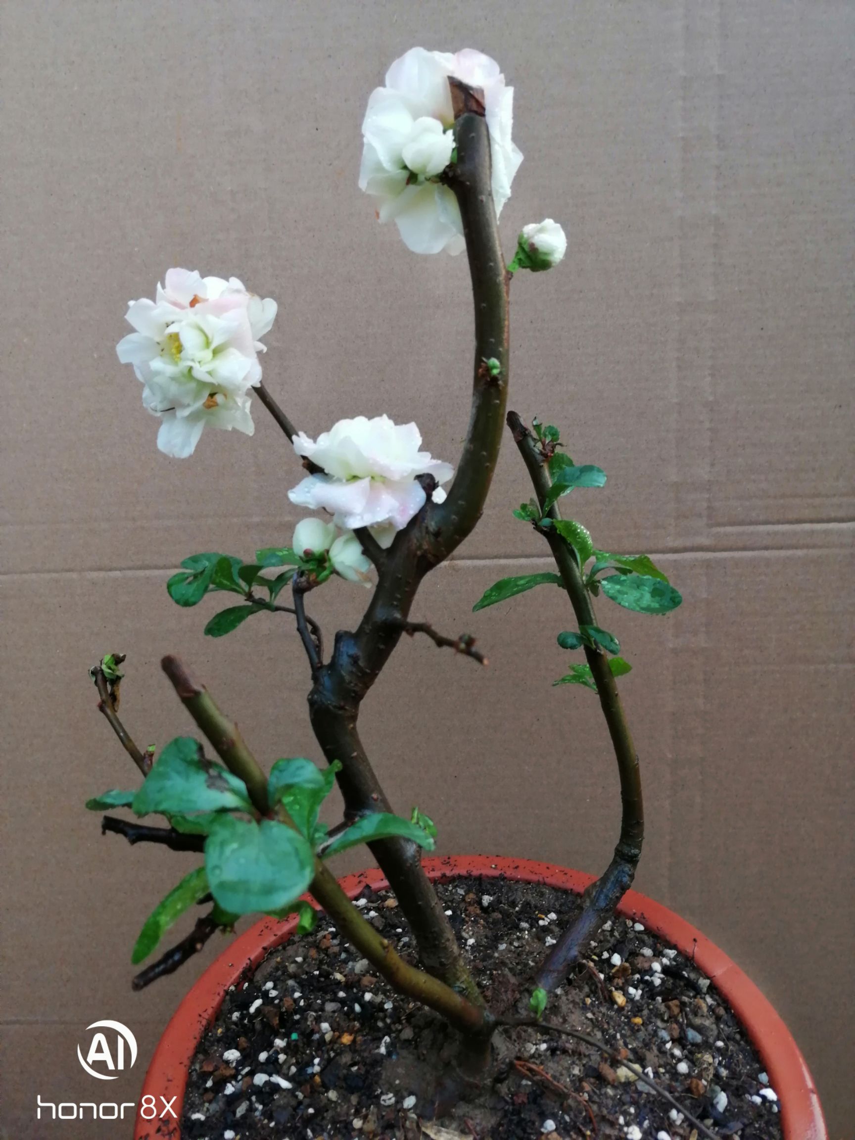 沭阳县 牡丹海棠花,盆景盆栽海棠花