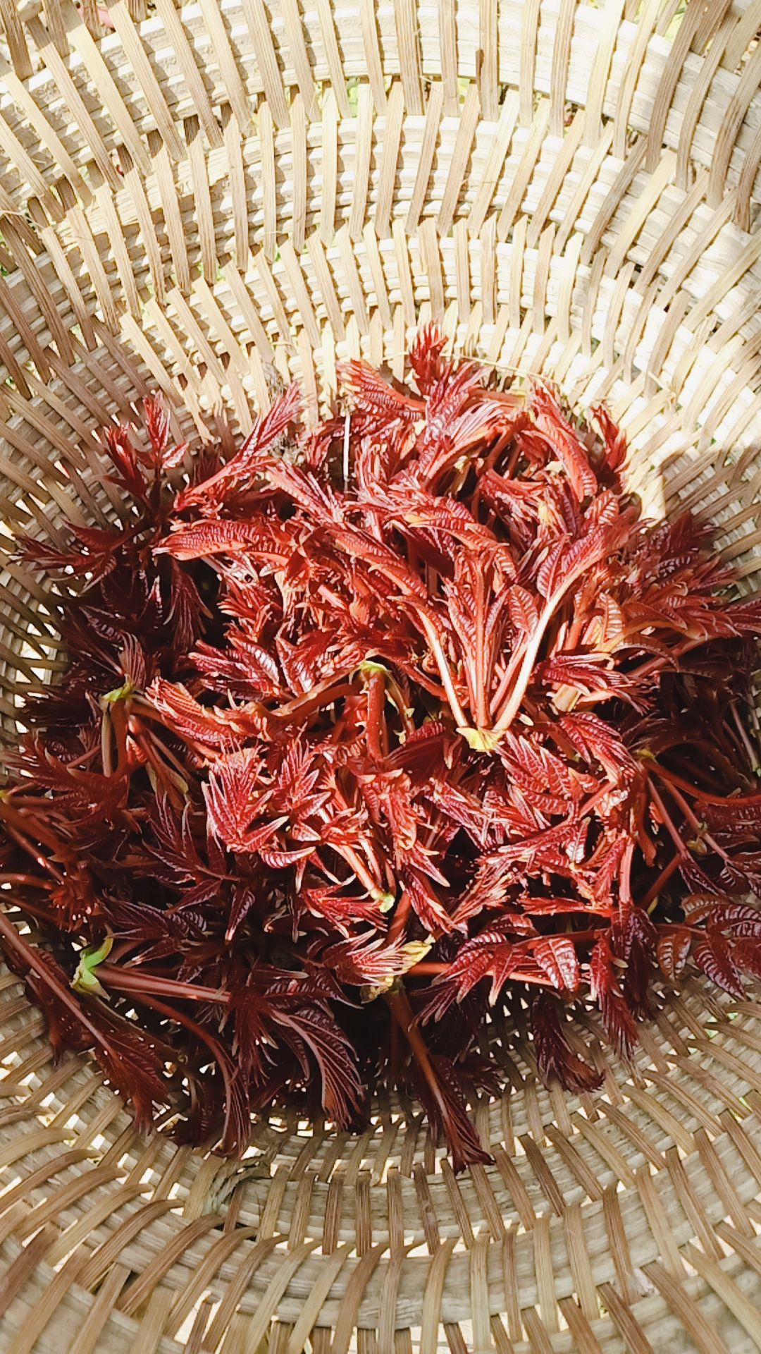红油香椿 大竹巴山红香椿芽
